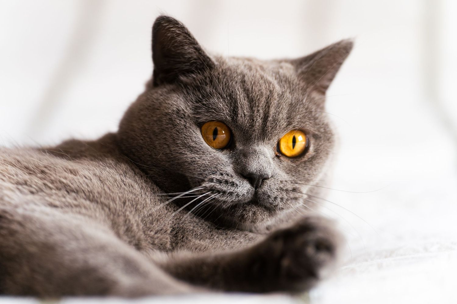 A gray British Shorthair cat with striking amber eyes lies on a white surface, gazing intently at the camera.