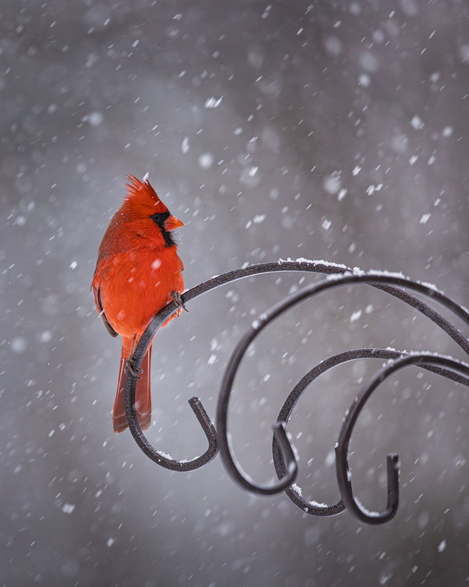 A bright red cardinal perches on a curved metal hook during a gentle snowfall against a gray winter background.