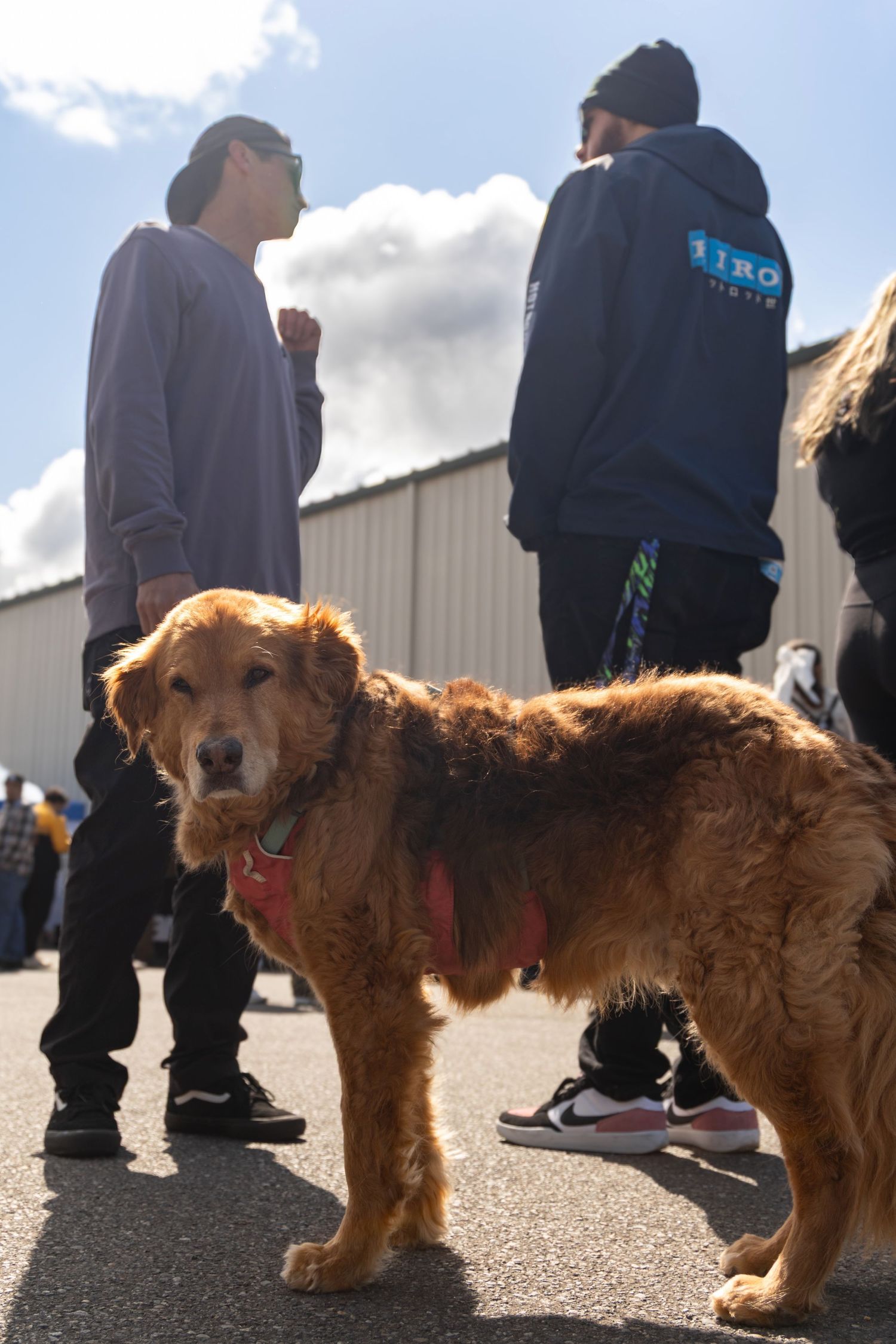 A small golden cocker spaniel walks alongside people on pavement in multiple sequential photos.