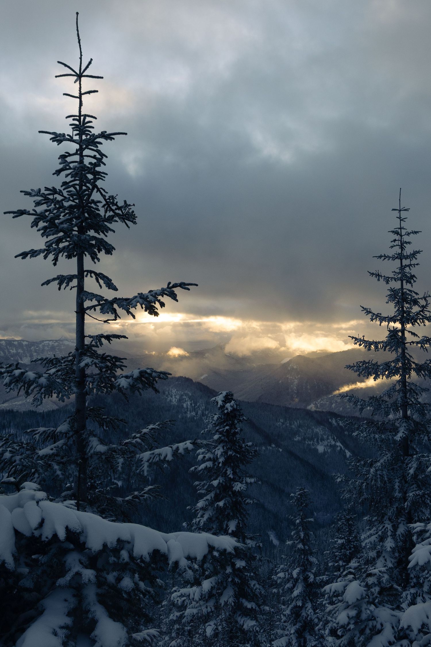 Snow-covered evergreen trees silhouetted against a dramatic mountain sunset.