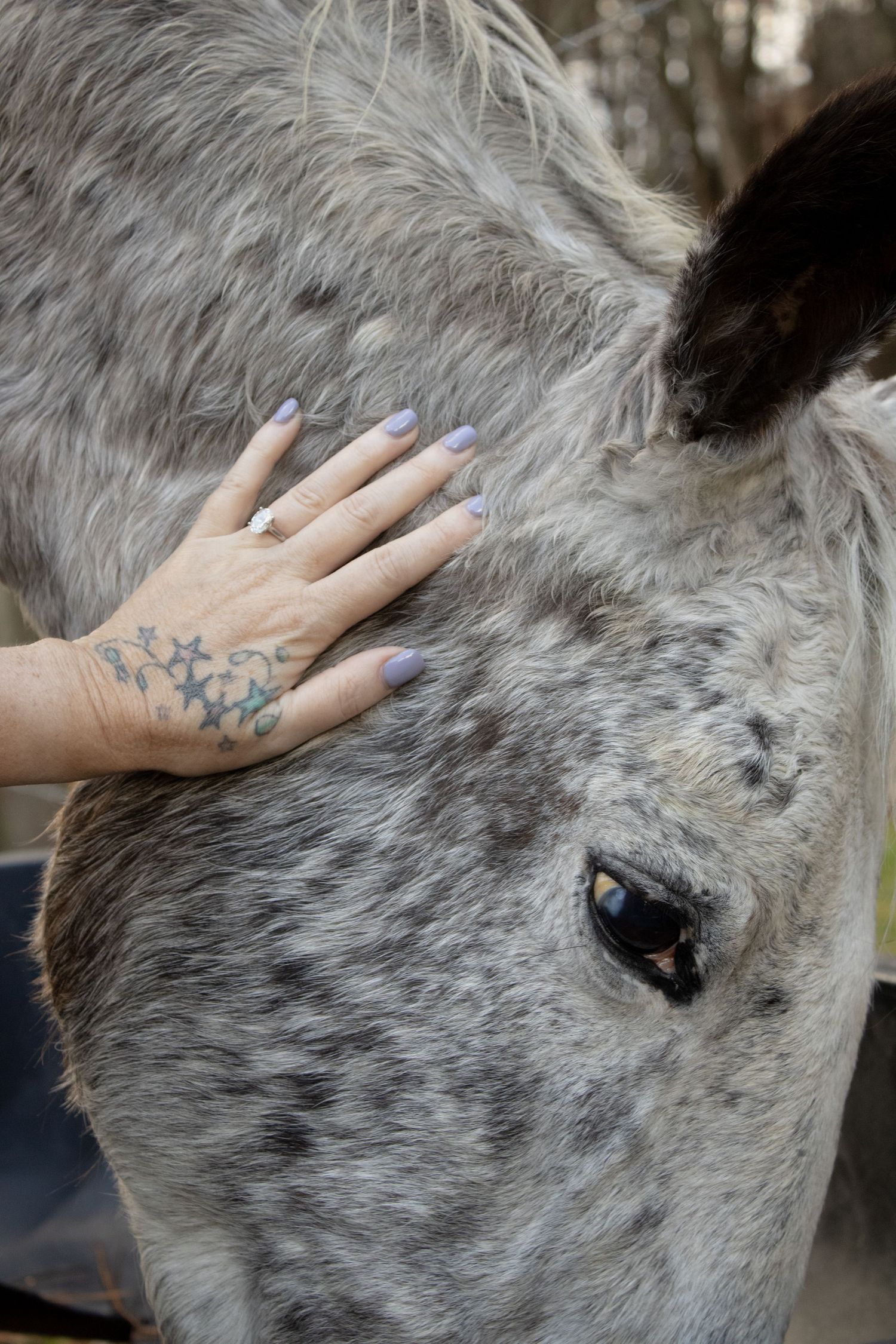 A beautiful ring shot with their beautiful horse
