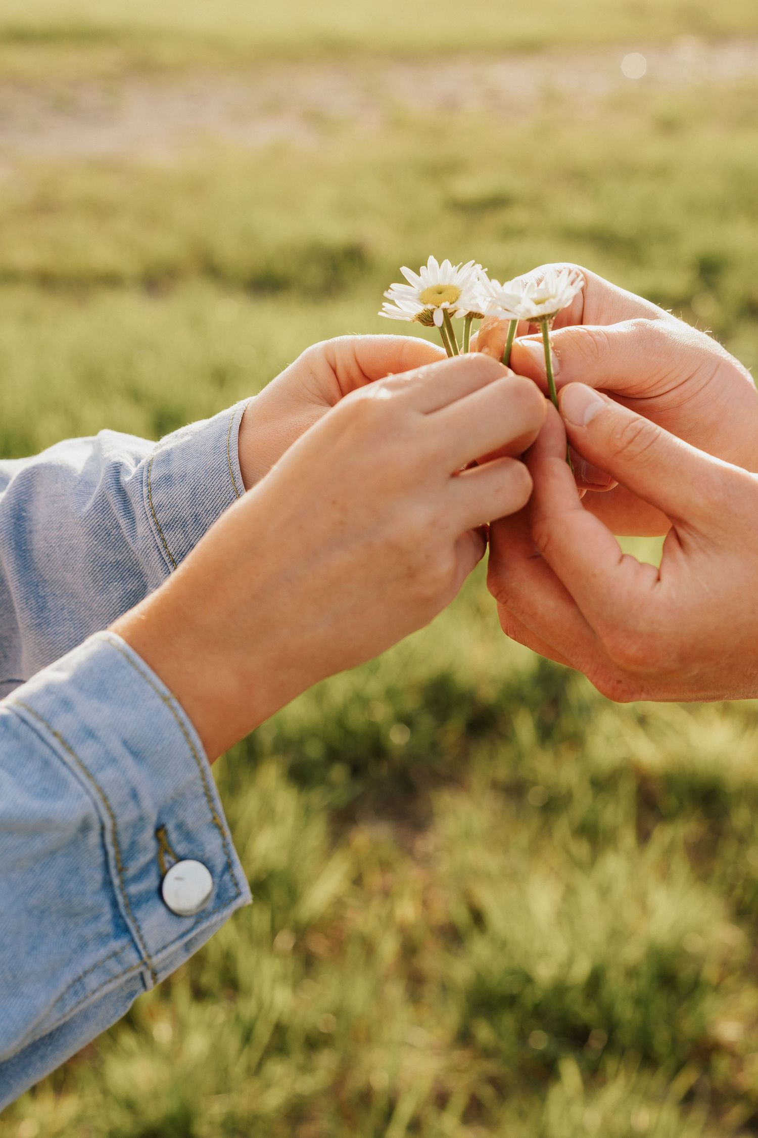 Hands holding delicate white daisies in golden sunlight against green grass background.