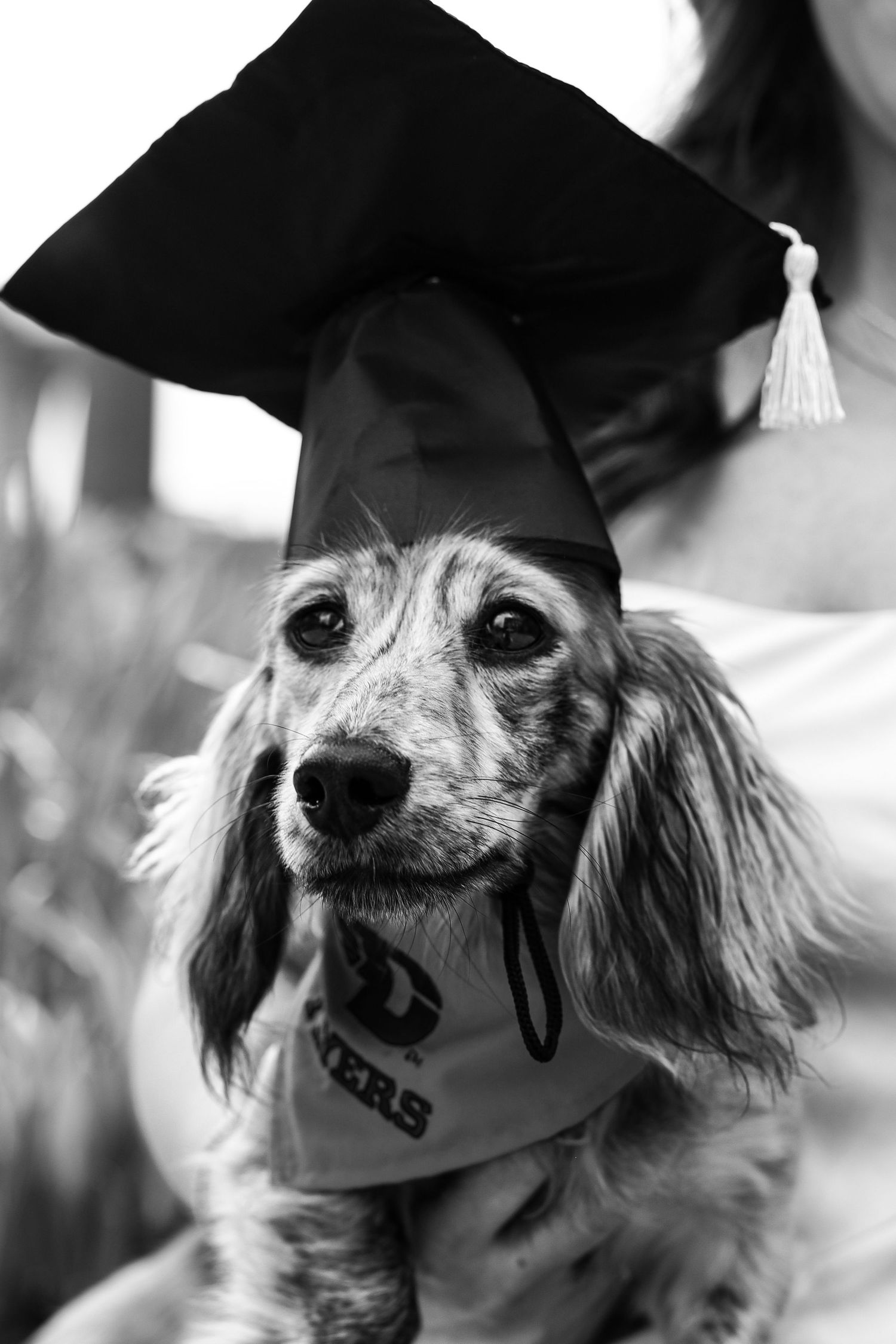 Small dog wearing graduation cap poses for black and white portrait.