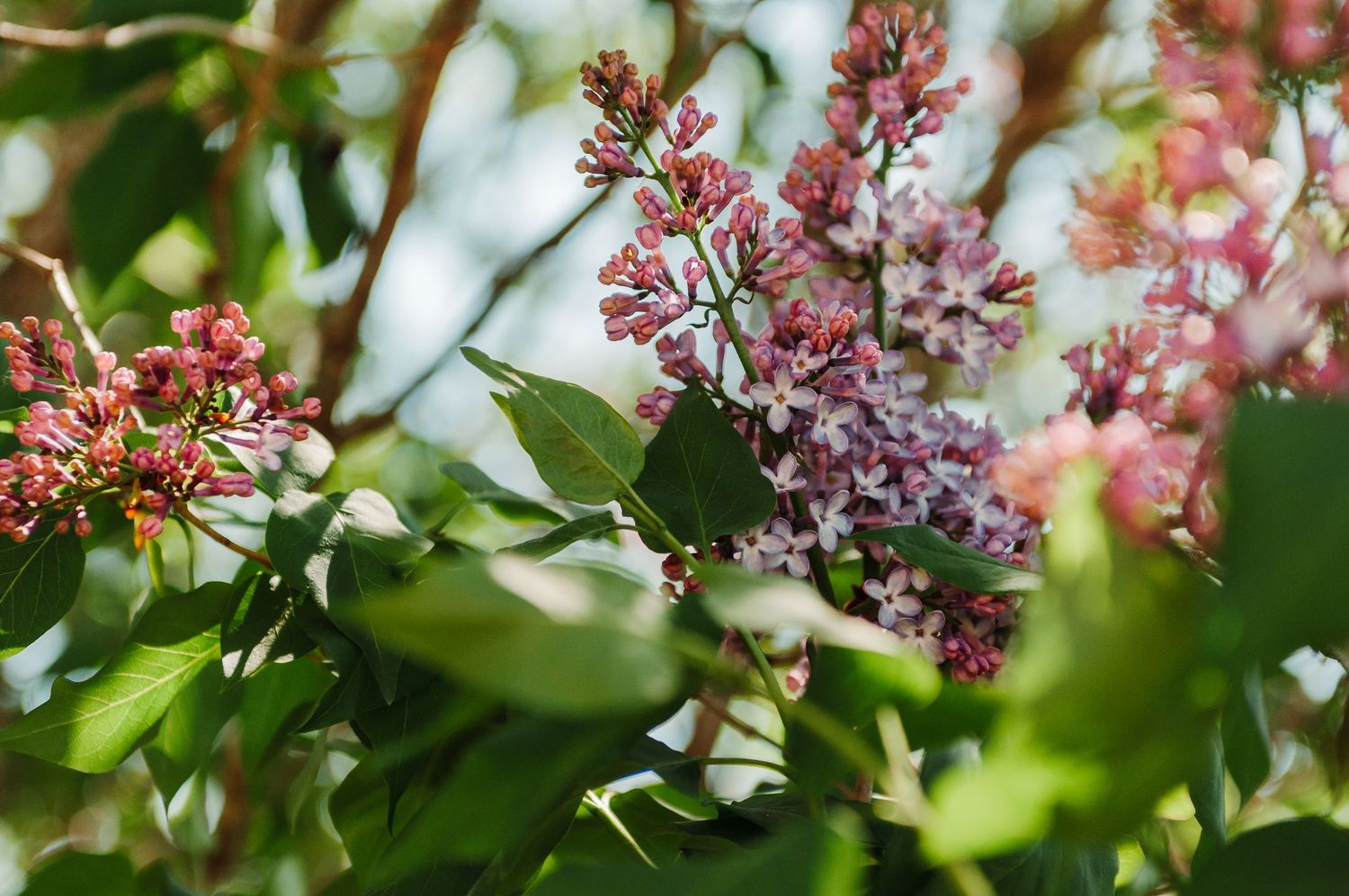 Close-up of pink lilac blossoms with green leaves in spring.