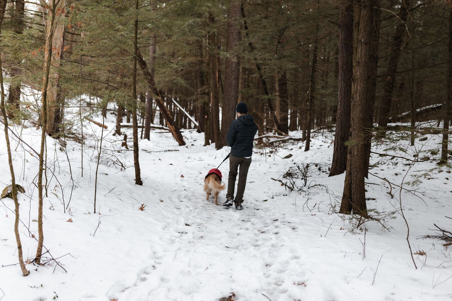 A person and their dog walking along a snowy forest trail in winter.