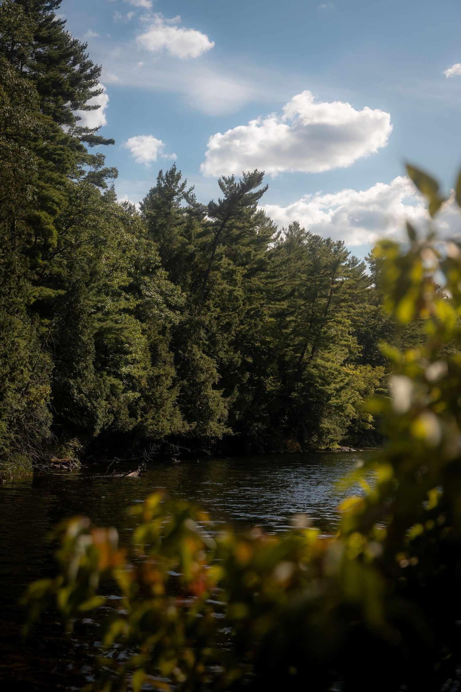 Scenic lake view with tall pine trees reflecting in the water under a bright summer sky.
