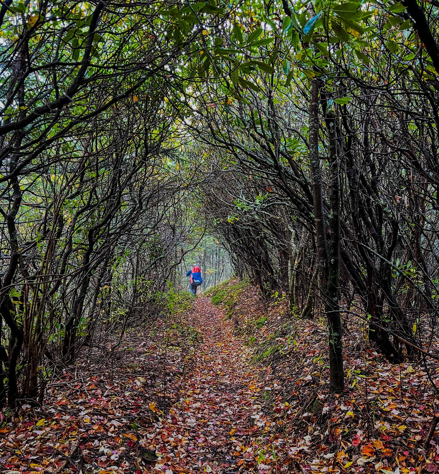 Hiker walking through a mystical autumn forest tunnel of arching bare trees covered in fallen leaves.