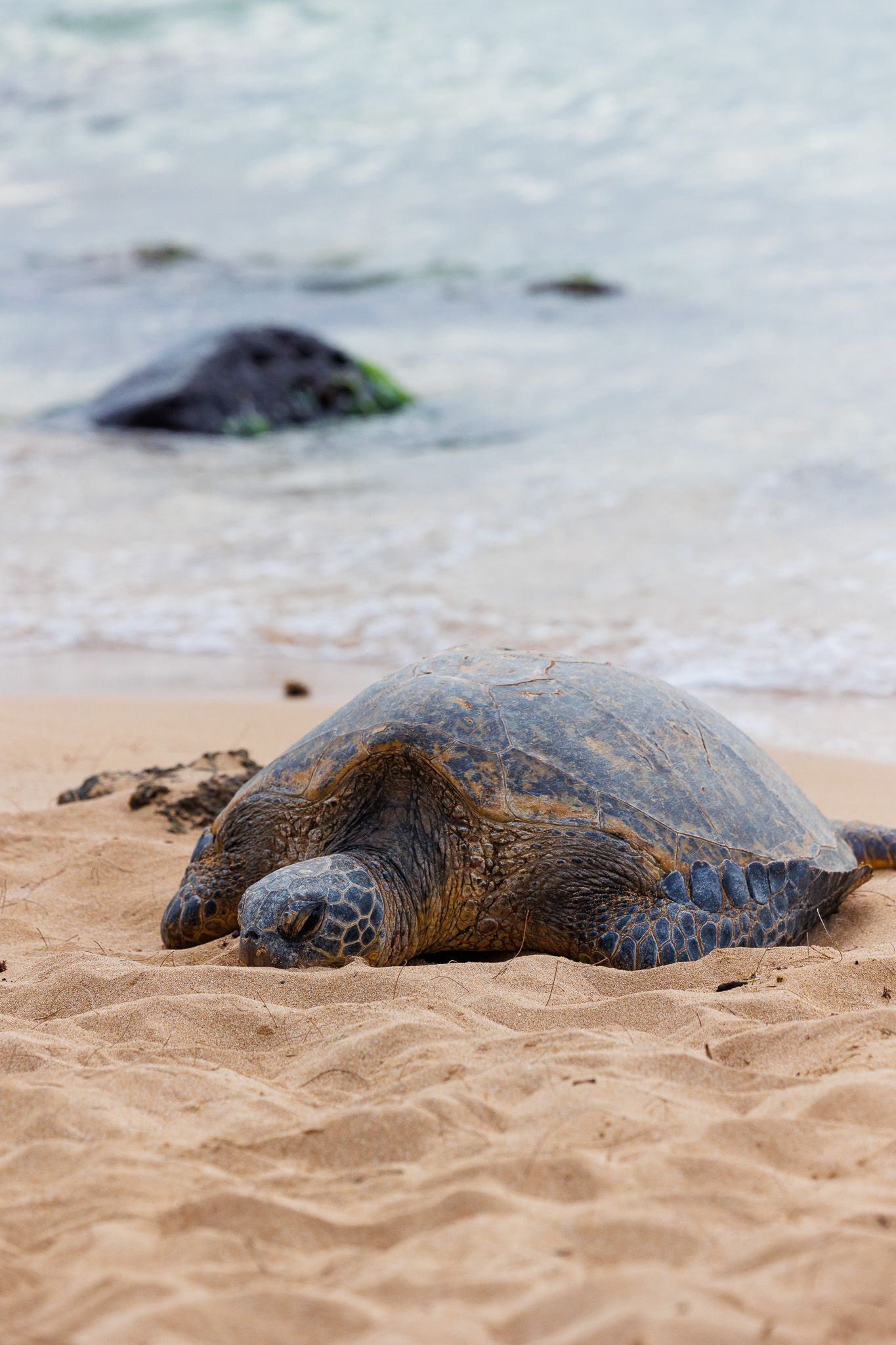 A green sea turtle rests peacefully on a sandy Hawaiian beach near the ocean shoreline.