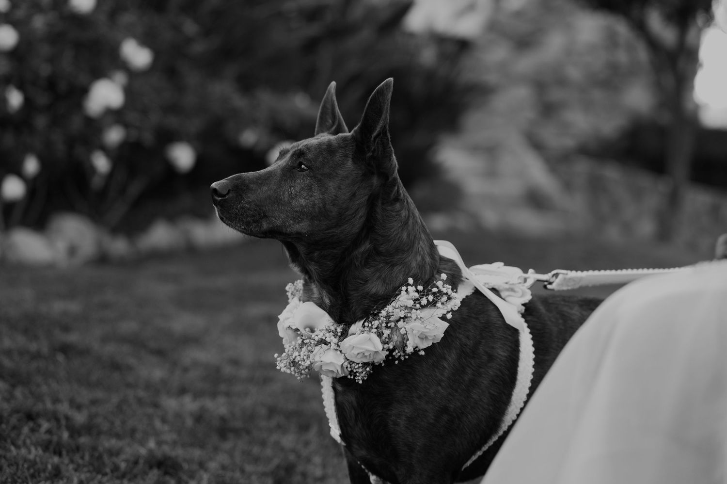 A black dog wearing a floral collar sits attentively during an outdoor wedding ceremony.