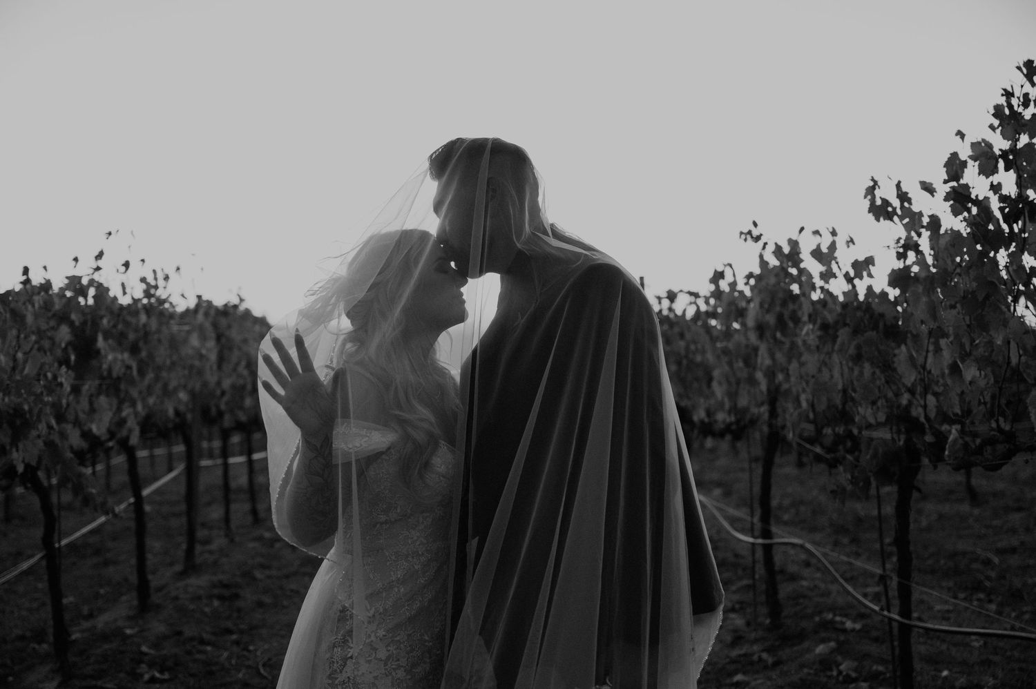 Silhouetted figures among vineyard rows at sunset creating romantic wedding portraits.