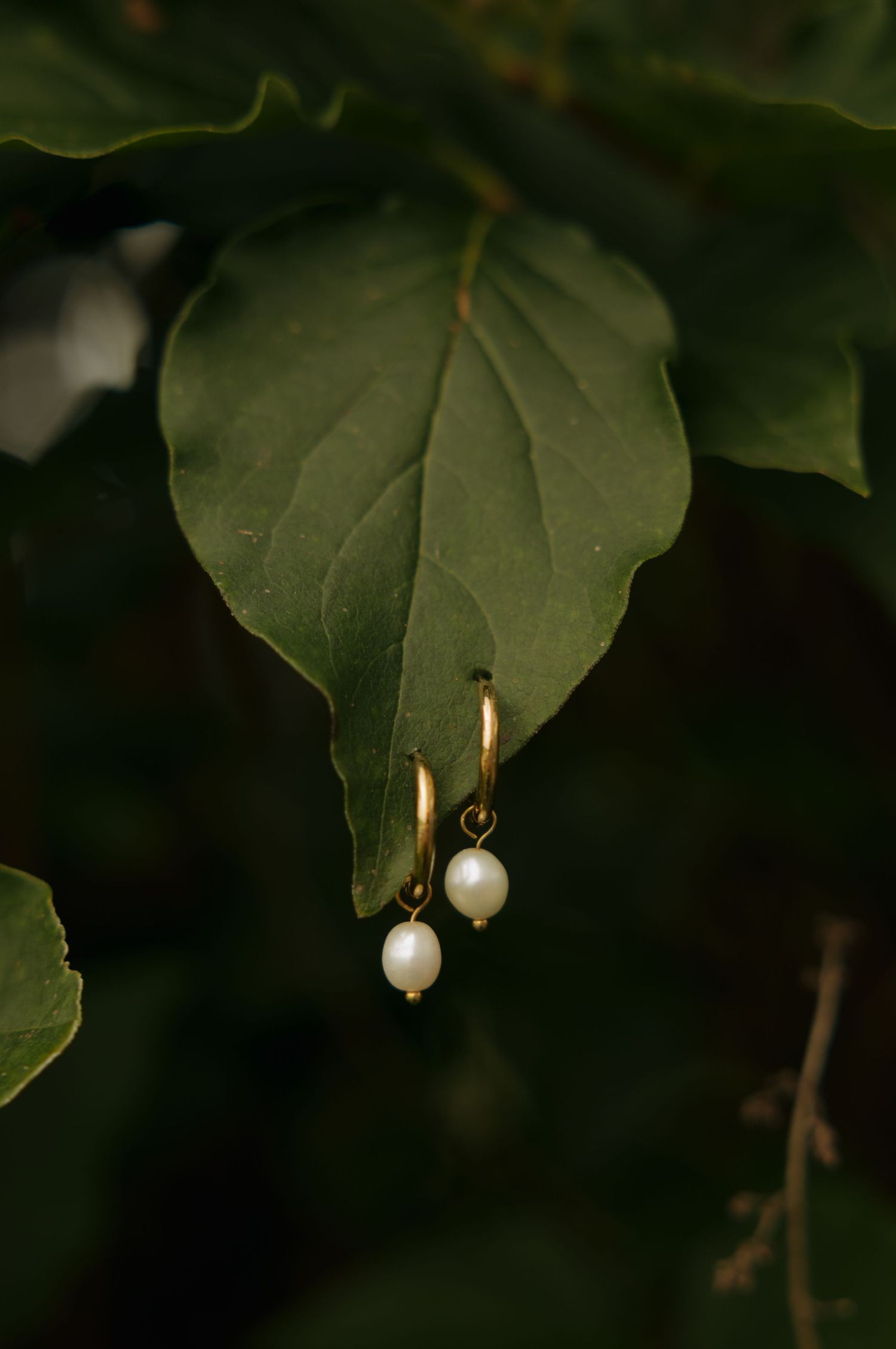 Gold hoop earrings with white freshwater pearl drops displayed on a green leaf backdrop.
