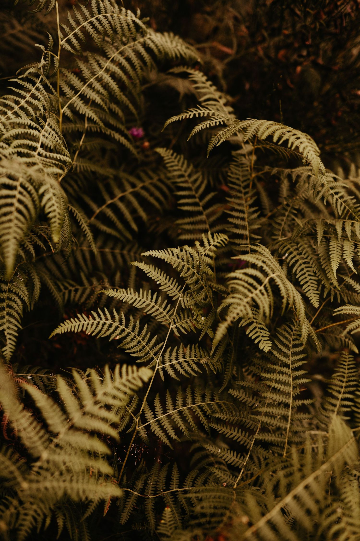Photo de nature, dans les tons chauds, montrant des fougères dans le Tarn