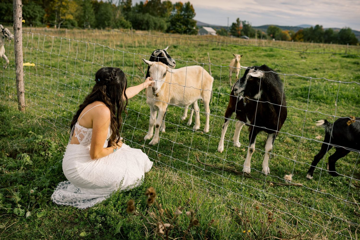 Woman in a white dress kneels on green grass, reaching through a wire fence to pet curious goats on a sunny farm.