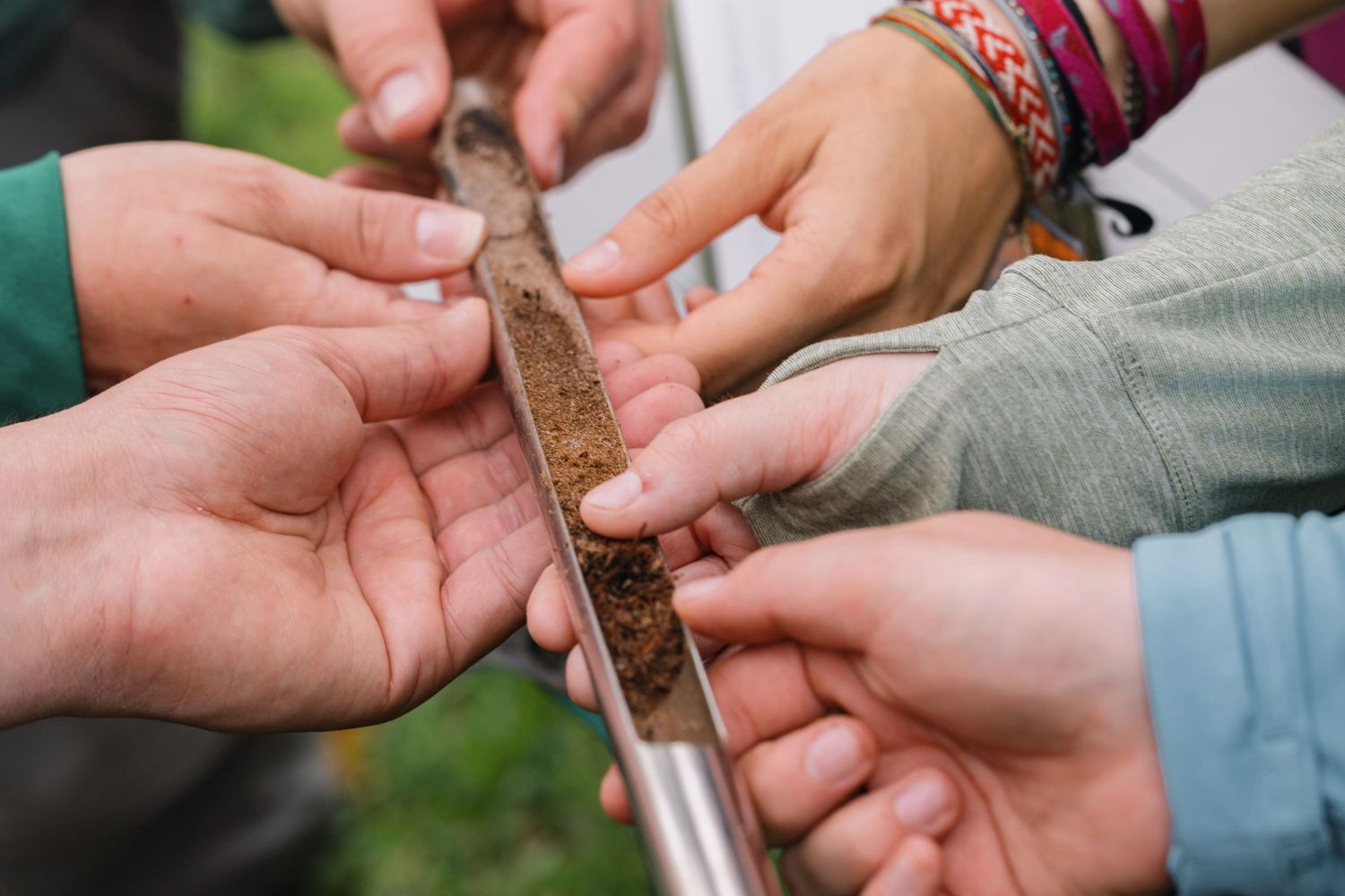 Hands carefully examine a small brown bird while conducting wildlife research and bird banding activities outdoors.