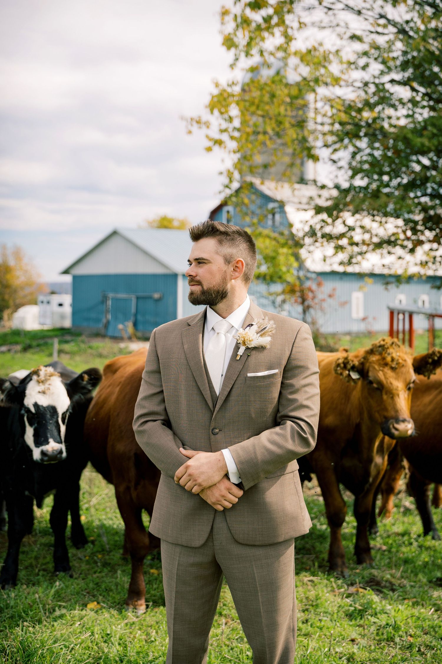 Bearded groom in a tan suit with a floral boutonniere stands on a grassy farm field with cows and a blue barn behind him.