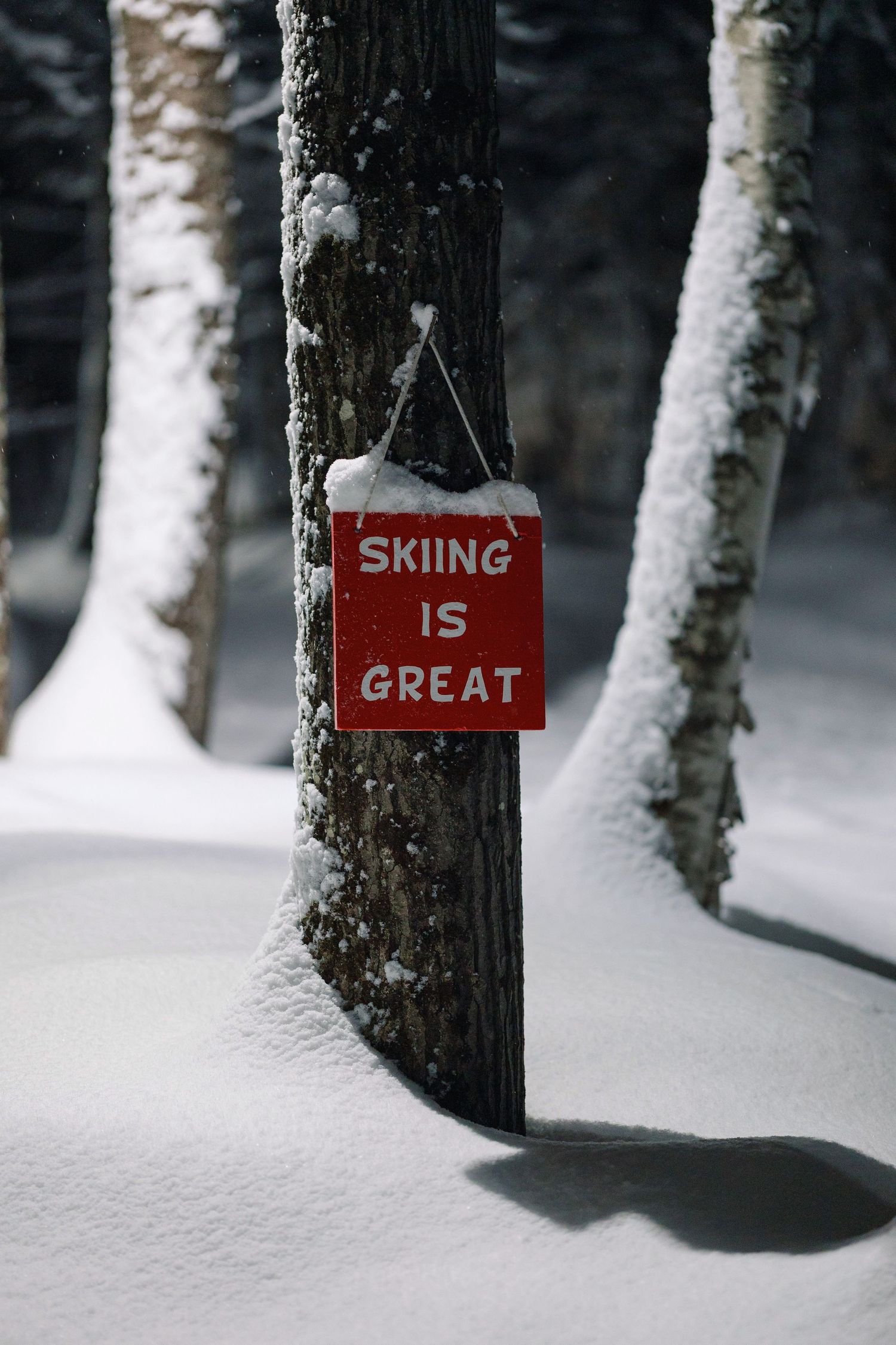 A red sign reading 'Skiing is Great' hangs on a snow-covered tree trunk in a winter forest setting.