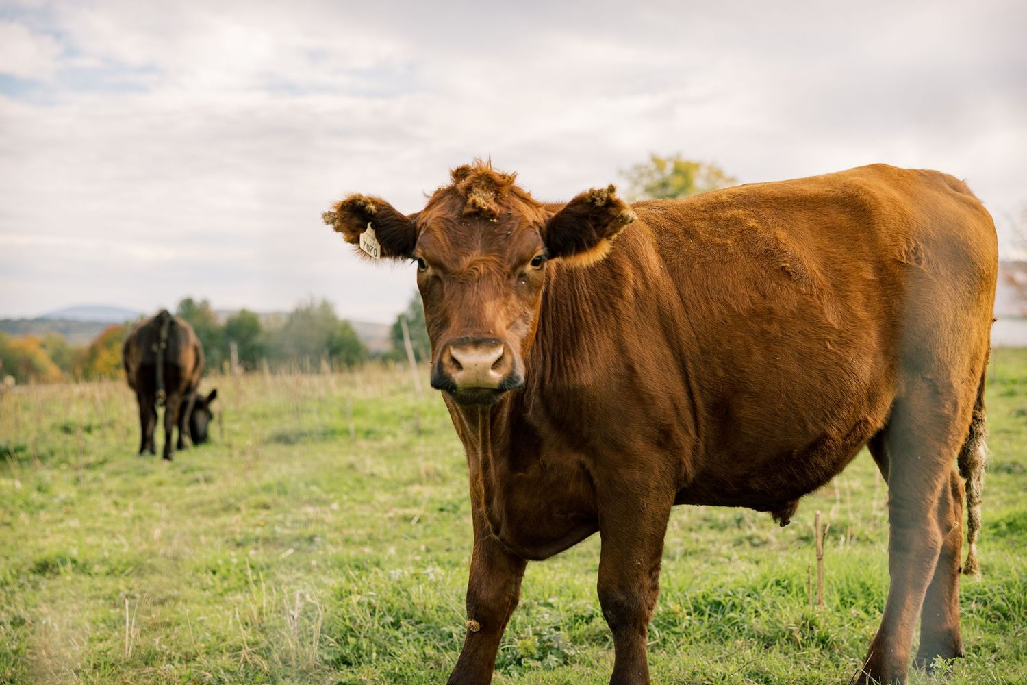 Brown cow with floppy ears stands in a green grassy pasture while a dark cow grazes in the background under a cloudy sky.