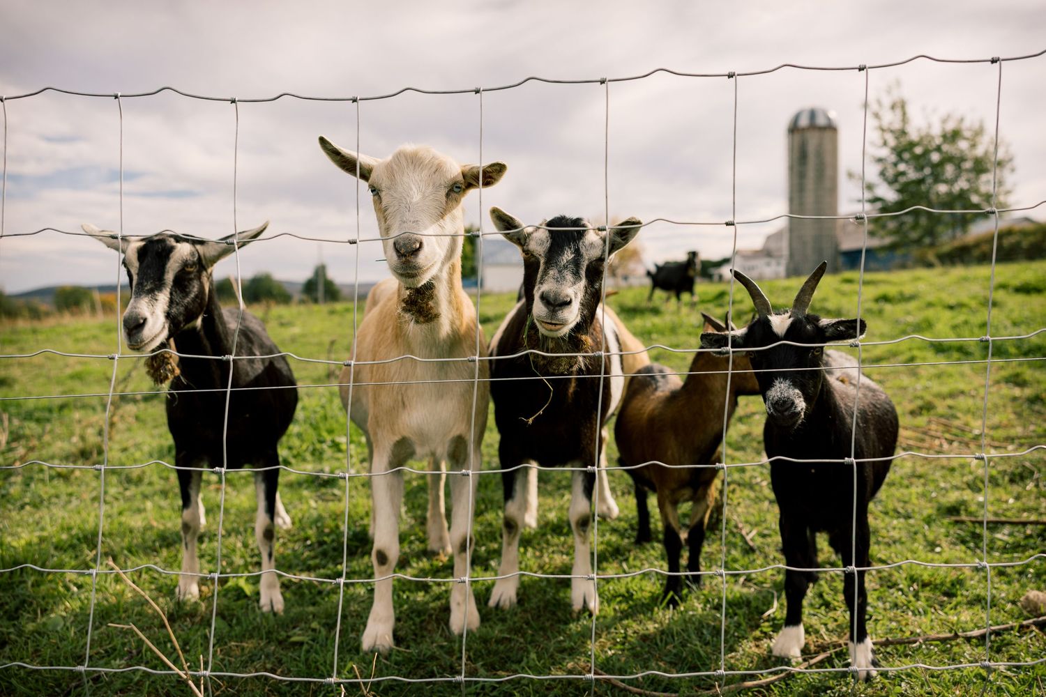 Five curious goats stand behind a wire fence in a green pasture with a silo and trees in the background.