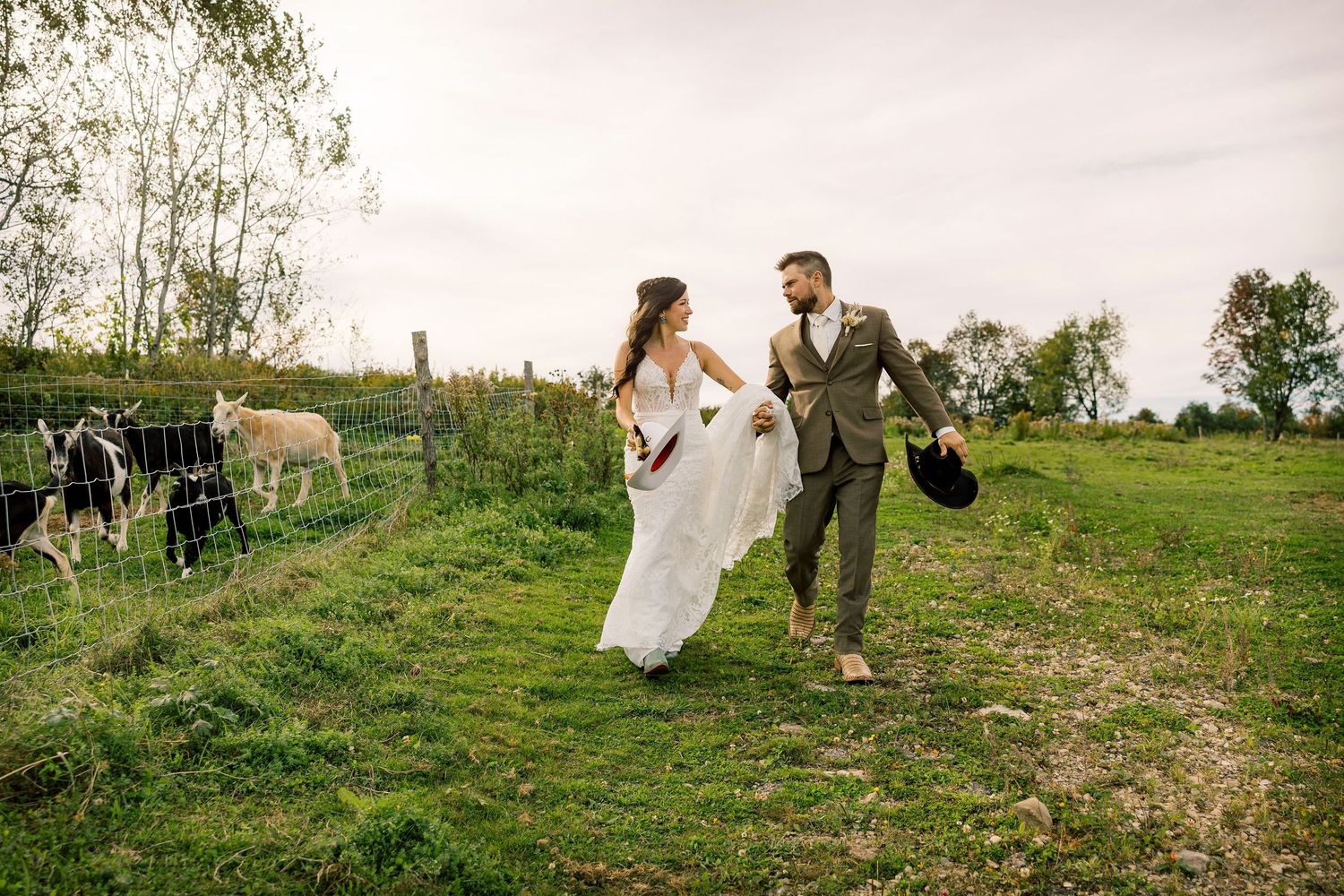 Barefoot bride in a white gown and groom in a brown suit walk hand in hand across a green pasture with goats and cows nearby.