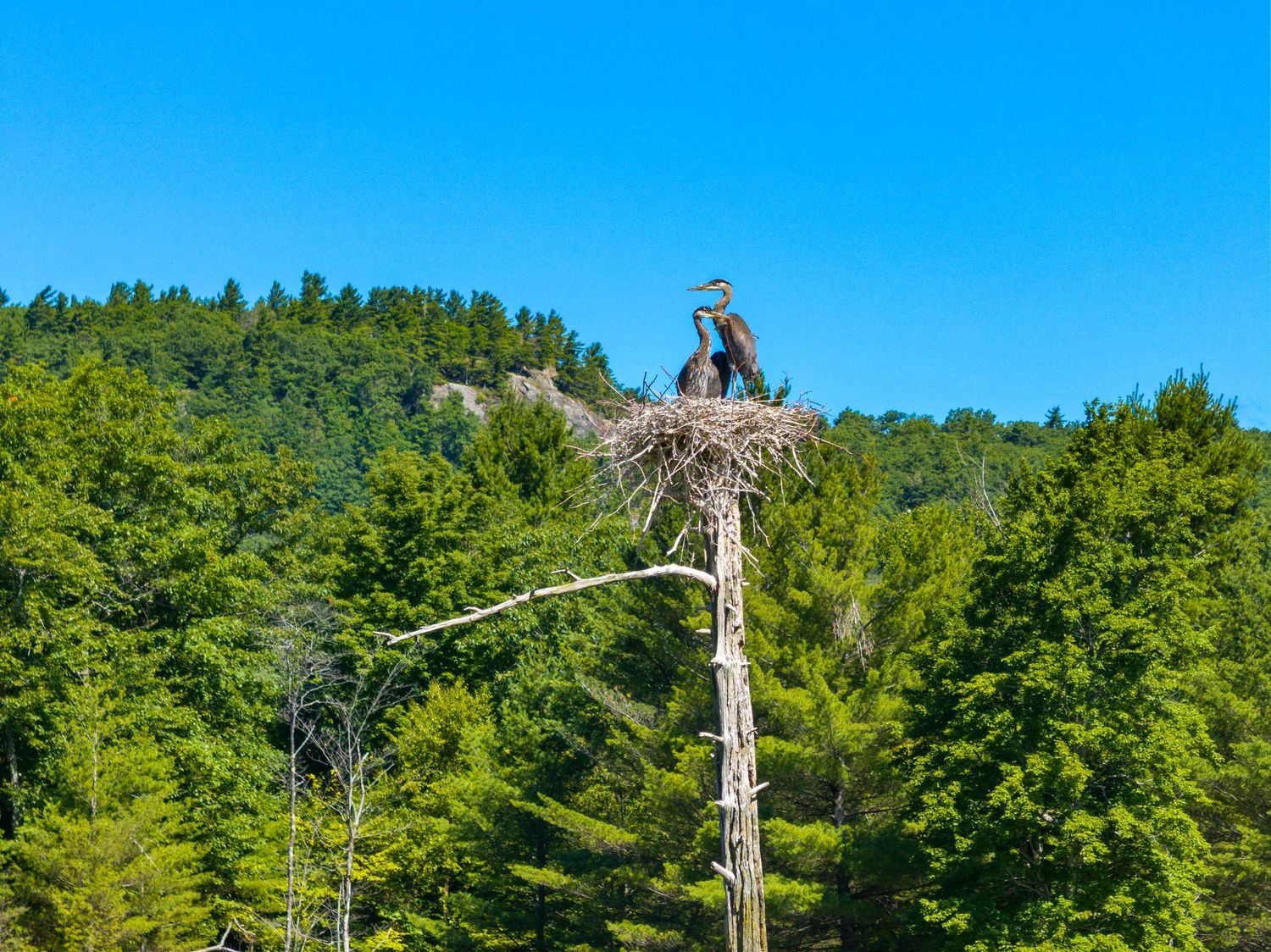 A panoramic sequence of photos showing a dead tree trunk against a bright blue sky and green forest background.