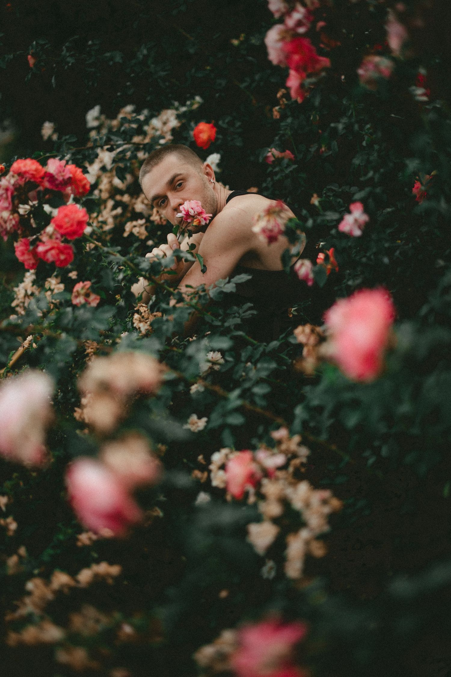 Pink and red roses bloom in a moody garden setting with dark green foliage creating a romantic atmosphere.