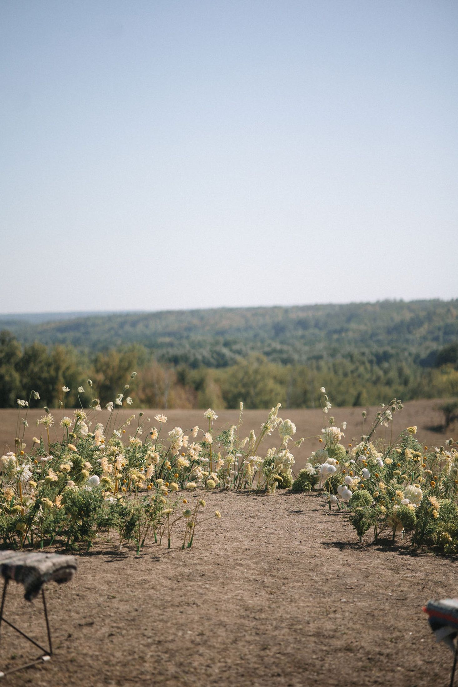 A panoramic view of a hillside garden with white flowering plants and distant trees in the background.