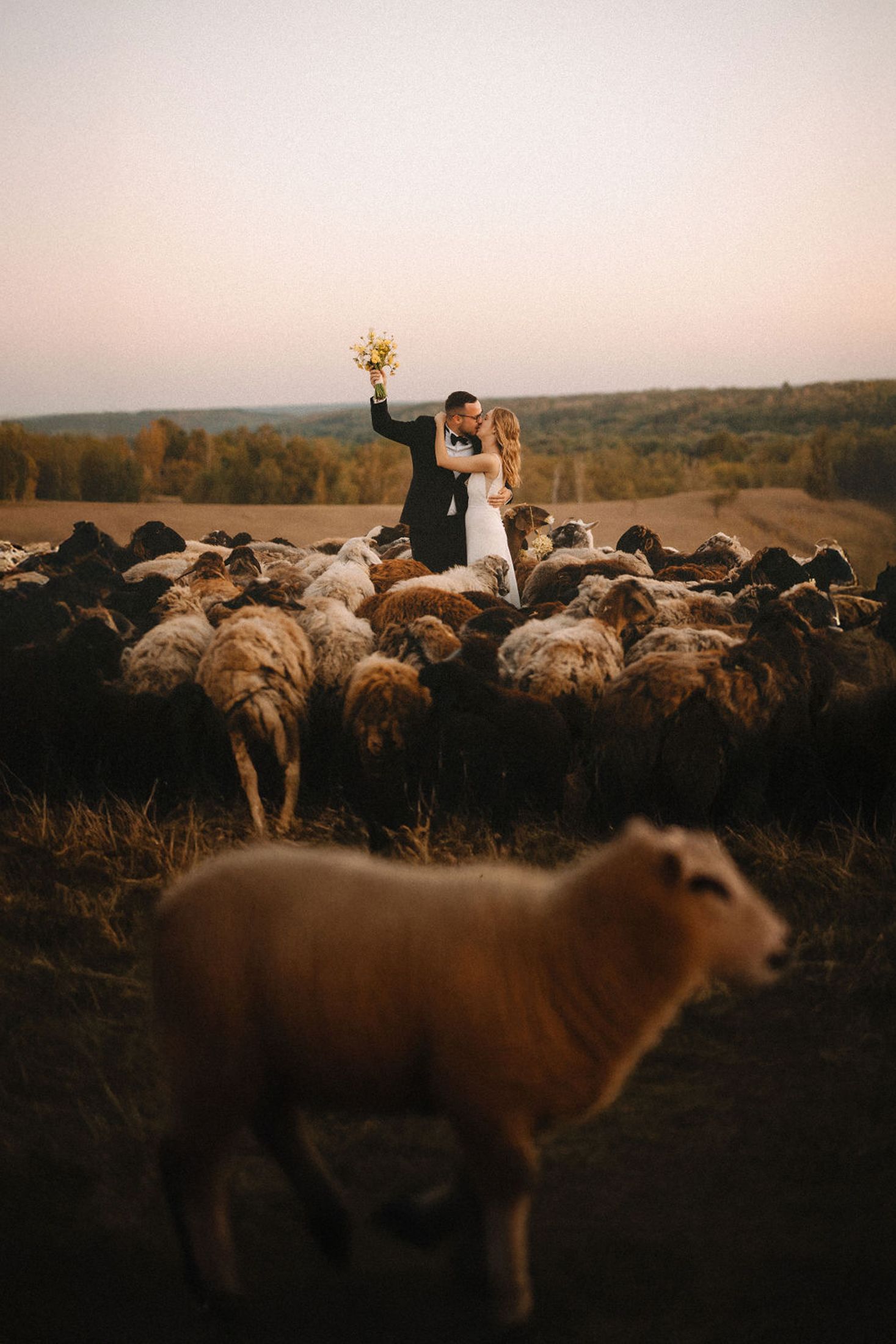 A couple celebrates their wedding among a flock of sheep in a rustic countryside setting at sunset.