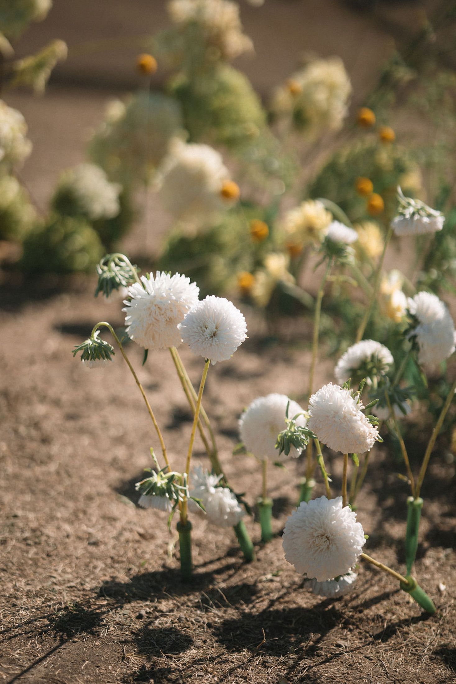 Close-up view of delicate white pom-pom flowers growing in dry soil with orange blooms in the background.