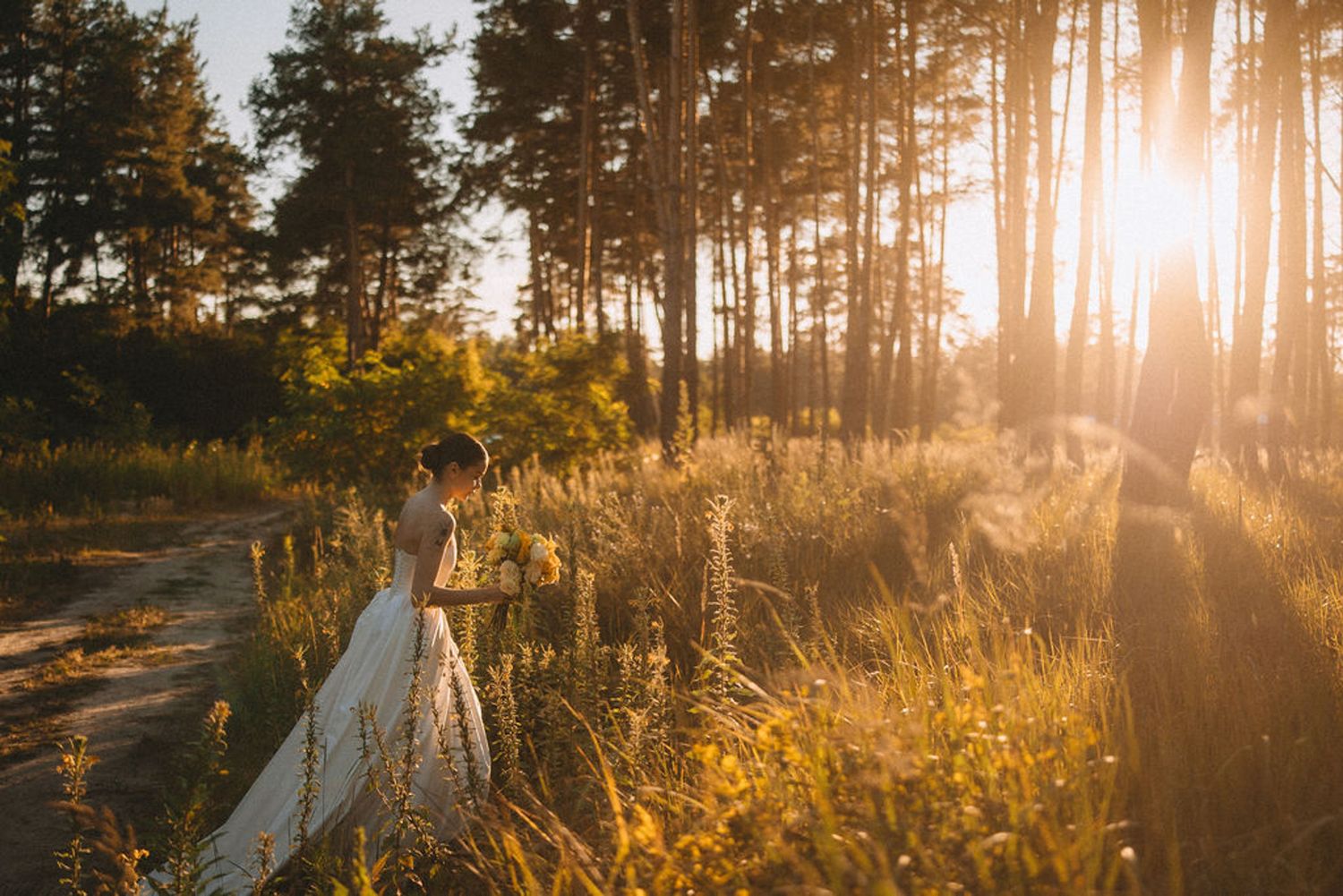 Golden sunlight streams through tall pine trees in a forest at sunset creating a warm atmospheric glow.