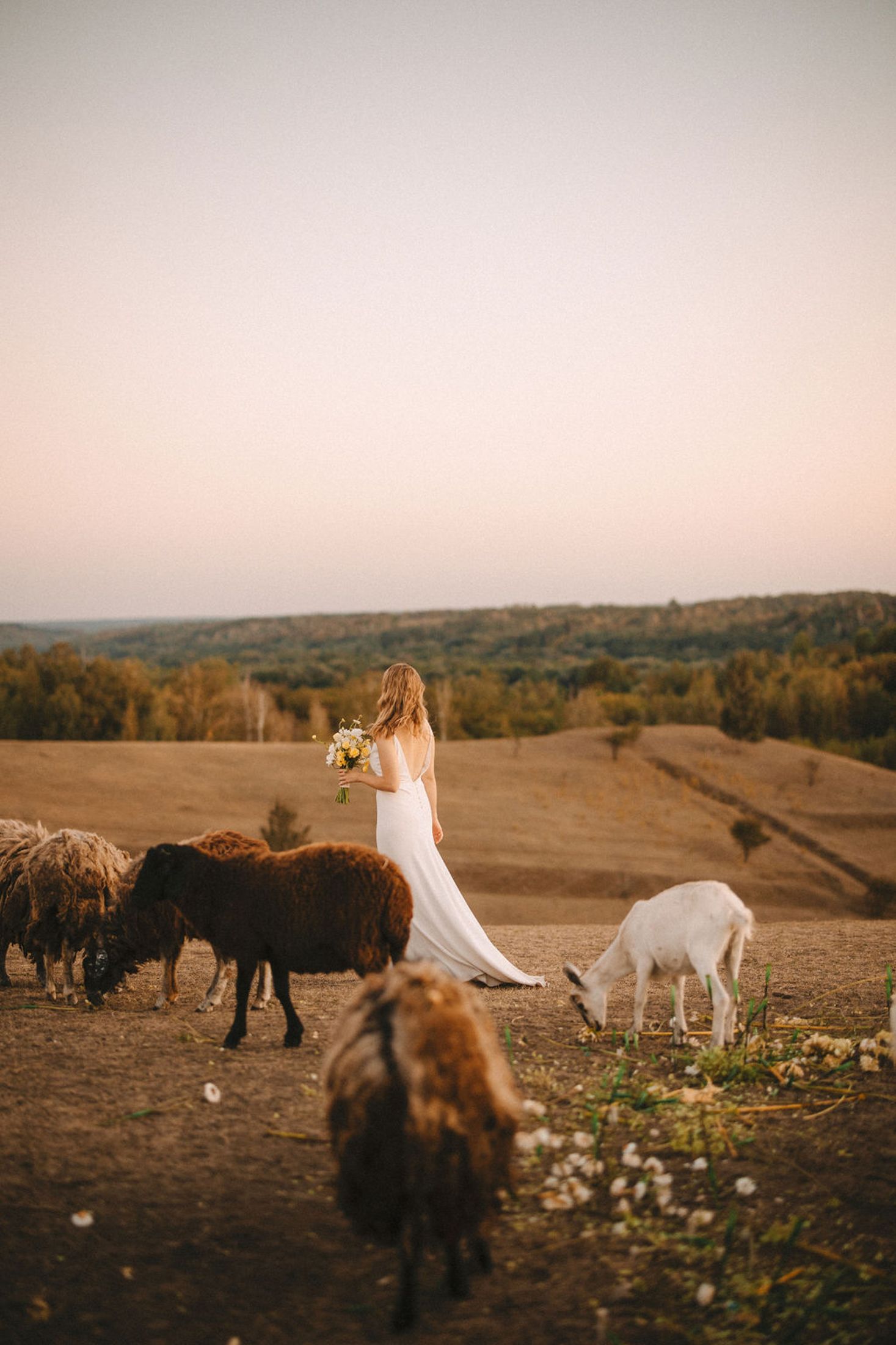 A scenic photo series featuring llamas and alpacas grazing in a golden field during sunset.