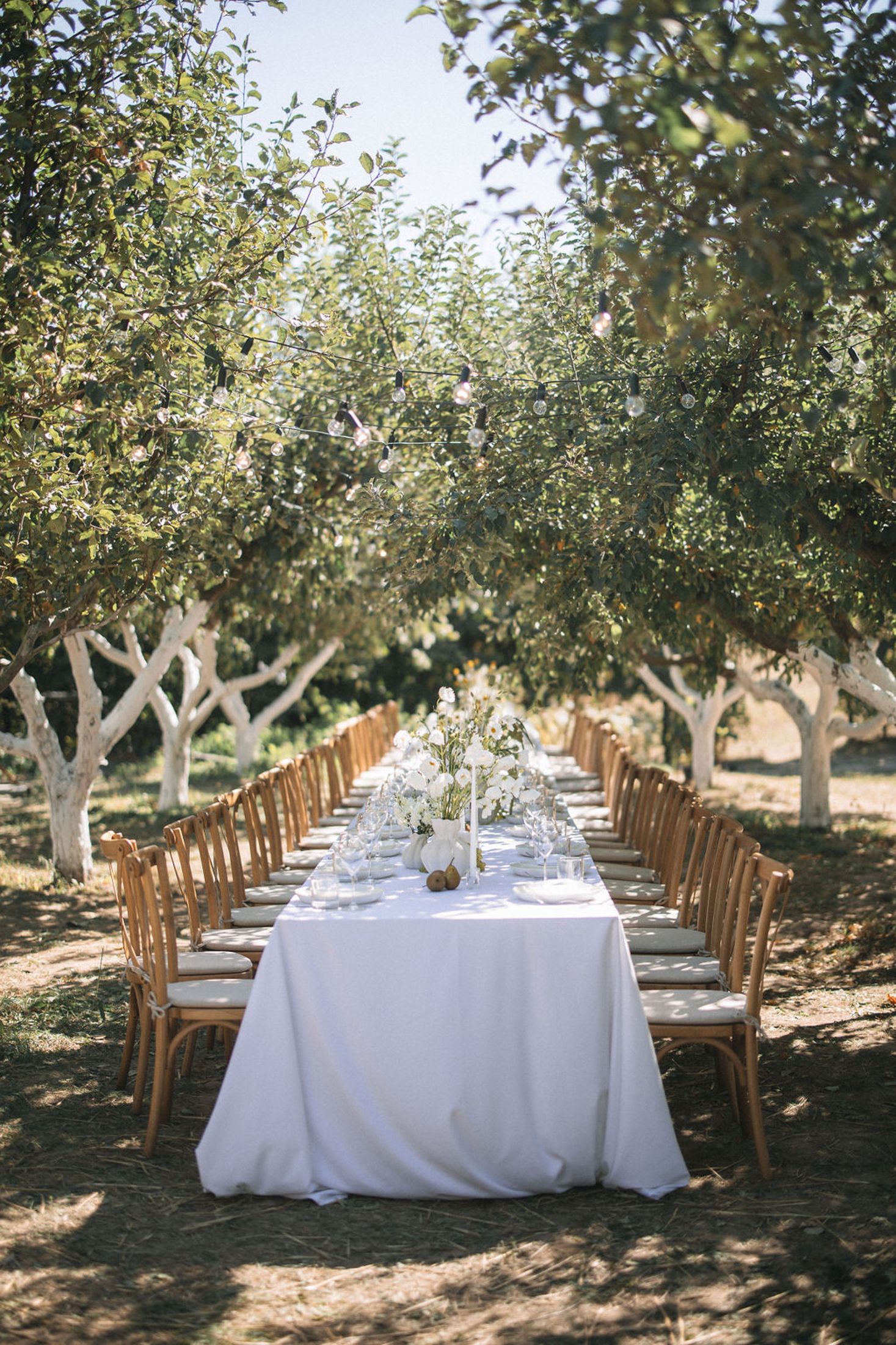 Long white dining table set for an elegant outdoor wedding reception under apple trees with wooden cross-back chairs.
