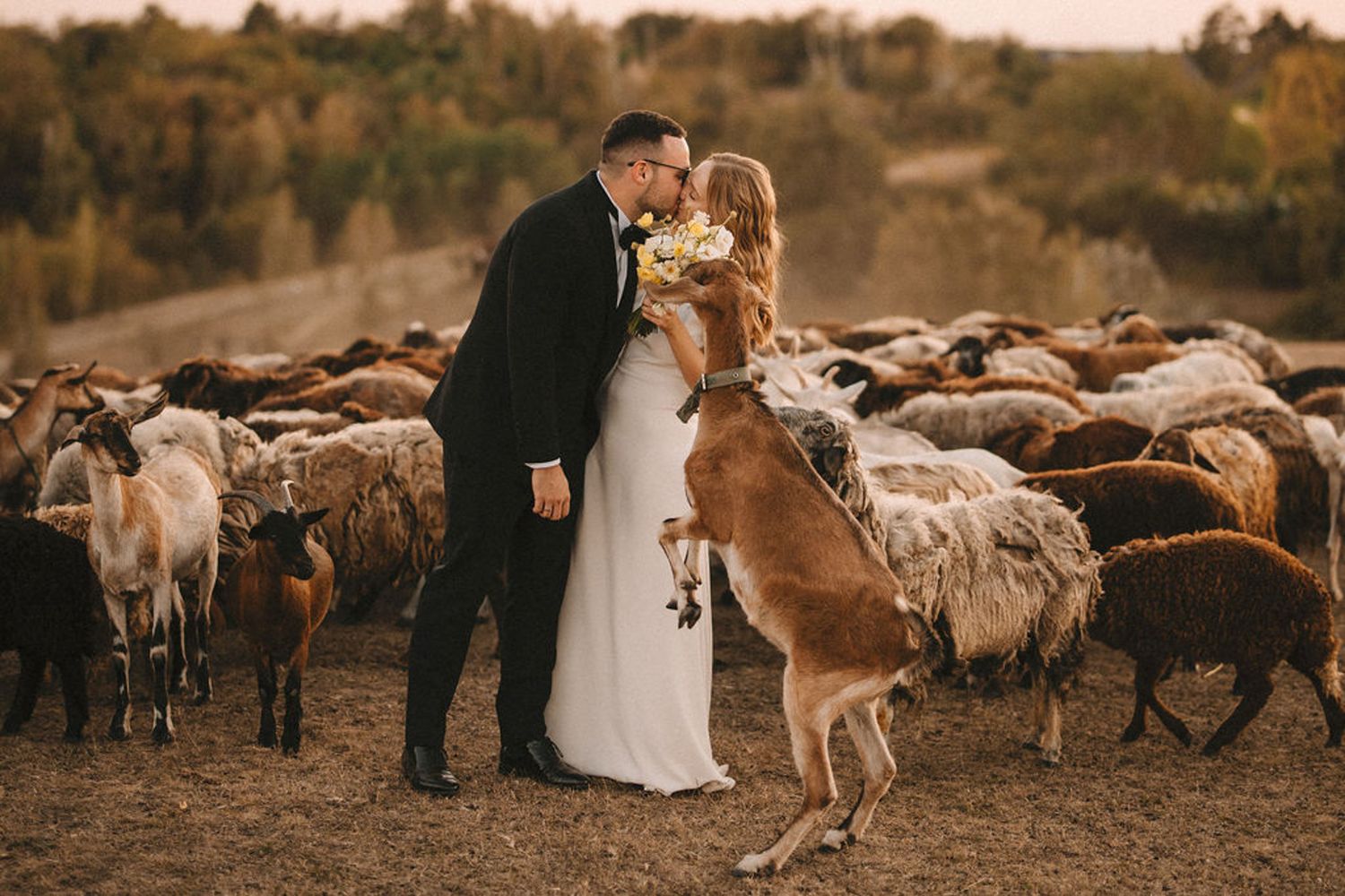 A couple shares a romantic moment surrounded by sheep and a joyful dog jumping up to join them at sunset.
