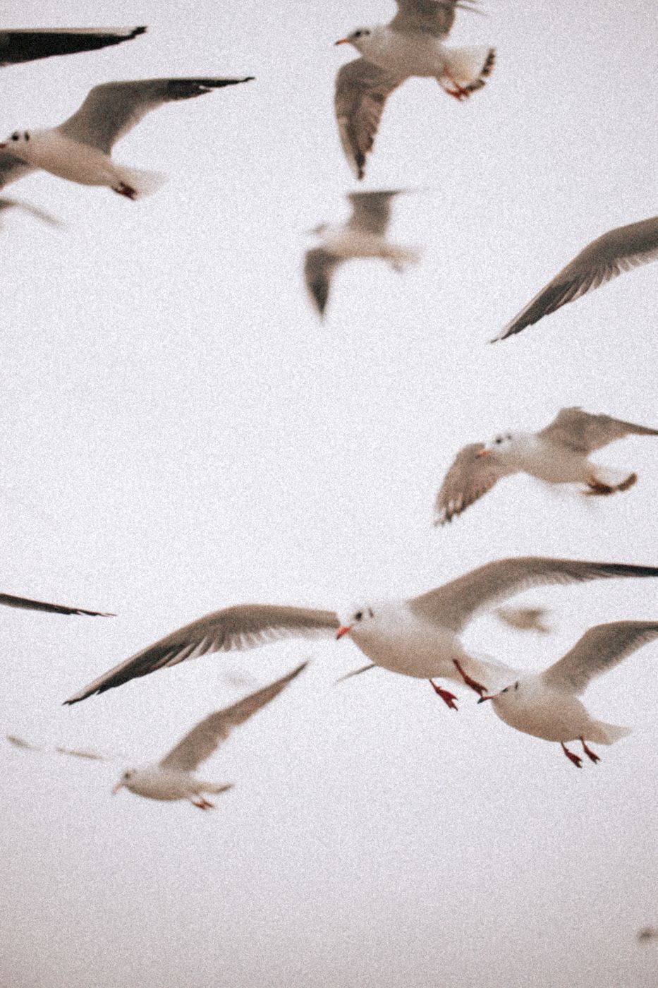 Flock of seagulls soaring gracefully against cloudy sky.