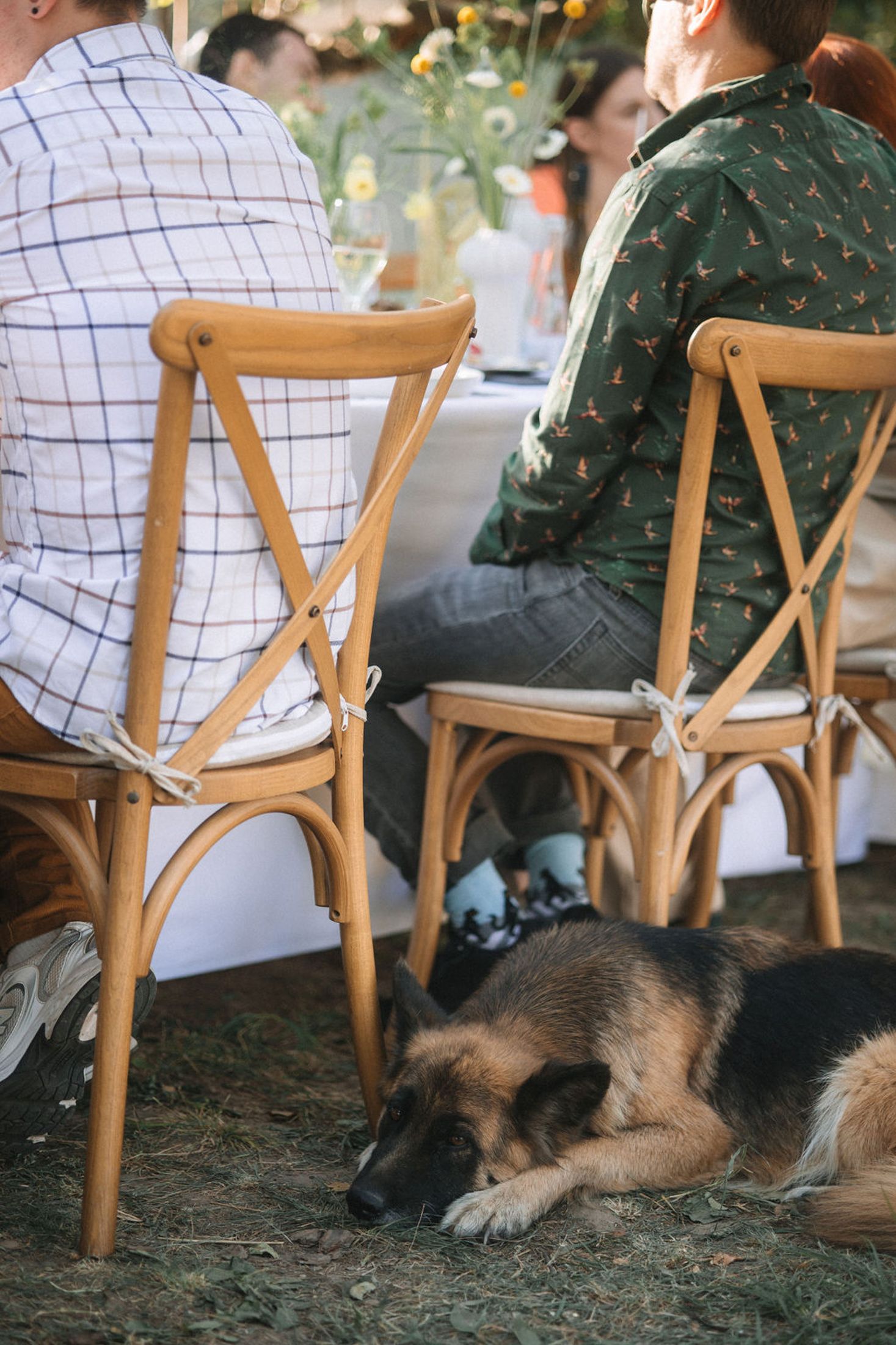 A German Shepherd dog rests on the ground beneath wooden dining chairs at an outdoor event.