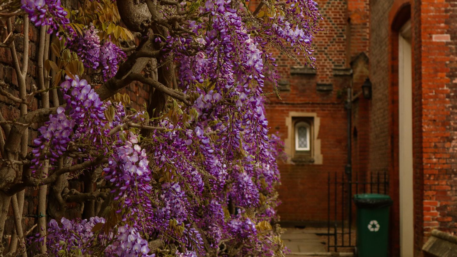 Ivy at Hampton Court