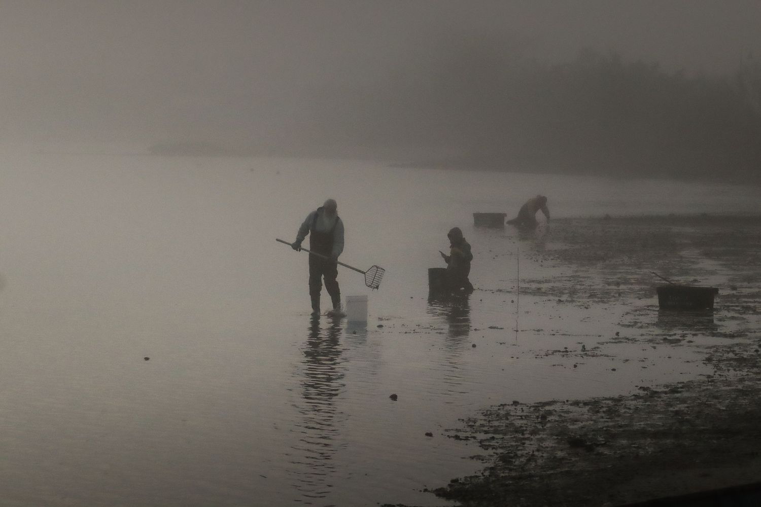 Scallopers on Martha's Vineyard