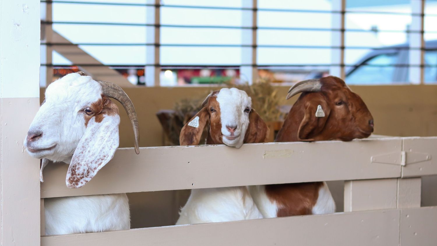 Goats at the Fryeburg Fair
