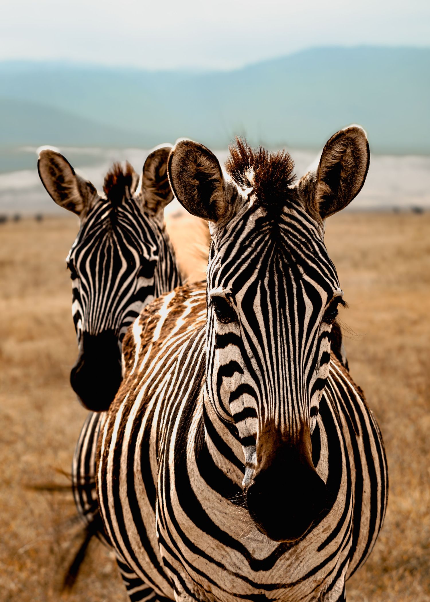 Two zebras facing the camera in an African savanna landscape with mountains in the background.