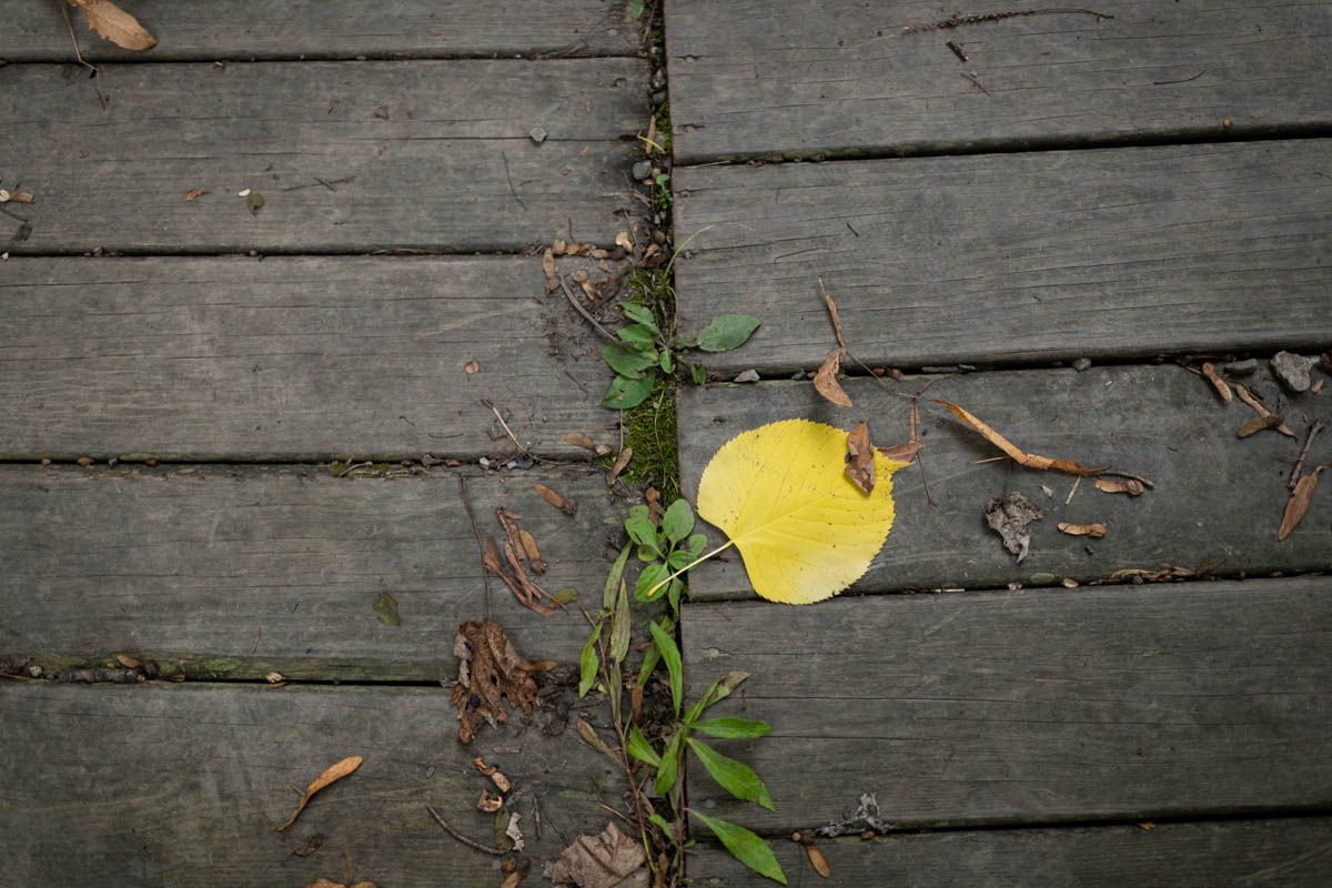 Weathered wooden deck planks with fallen yellow leaves and green vines.