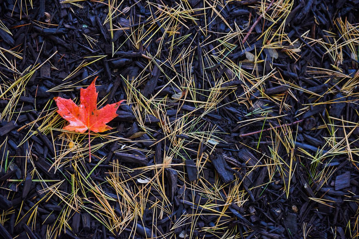 Vibrant red maple leaf rests on dark ground with scattered yellow grass blades.