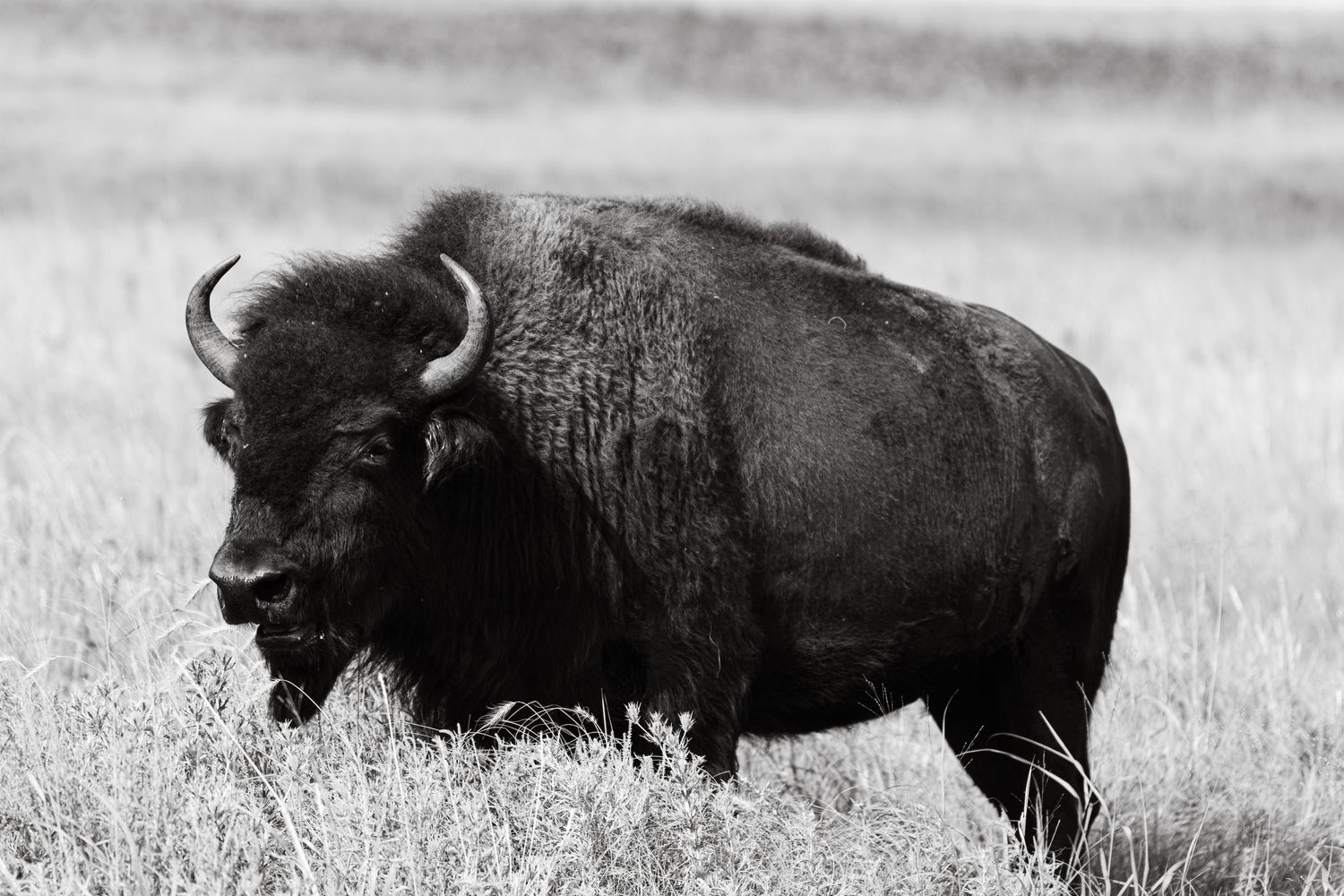 Herd of wild buffalo grazing in tall grass on open plains.