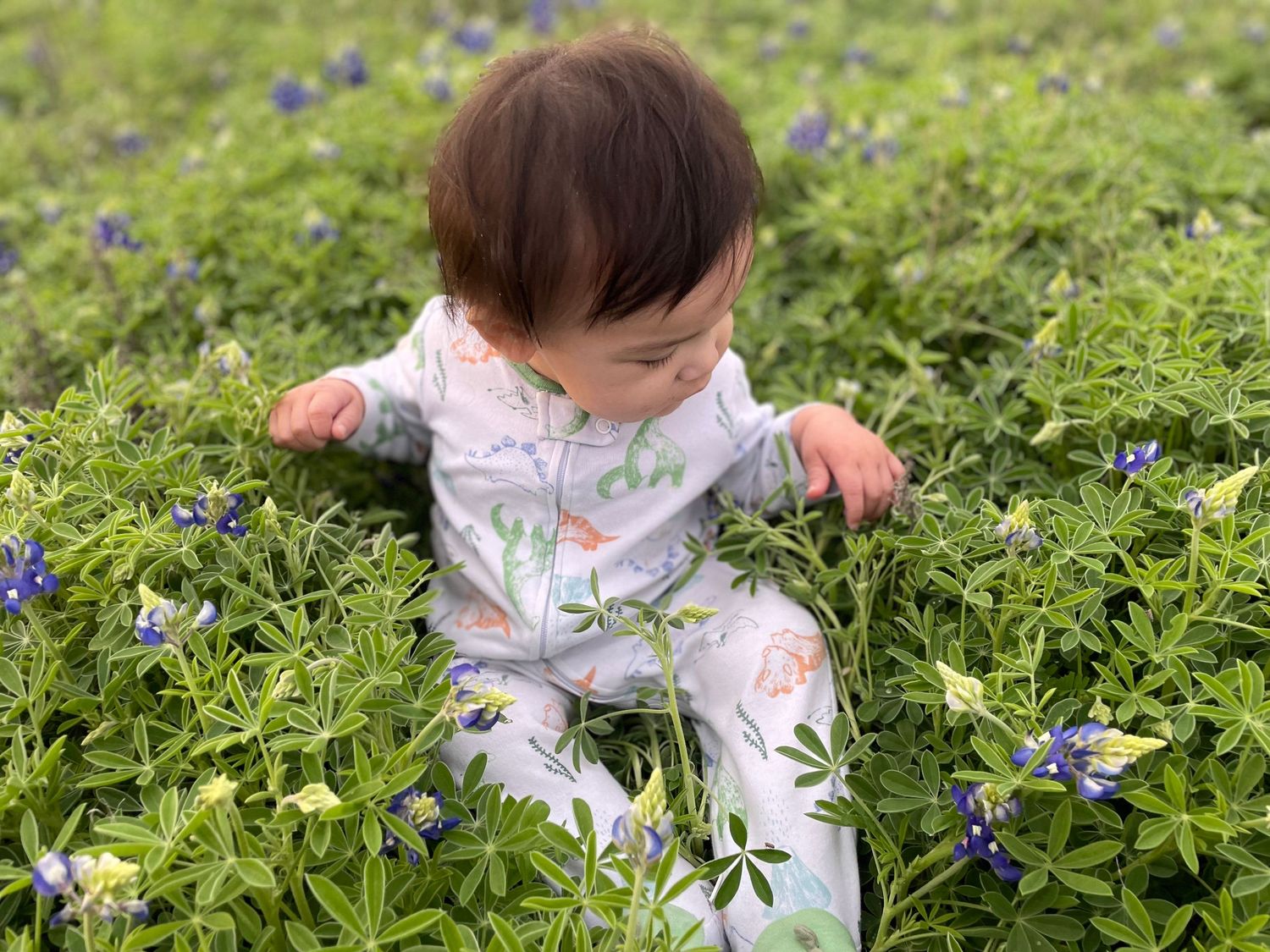 Dallas family photographer capturing baby exploring field of bluebonnets in spring meadow.