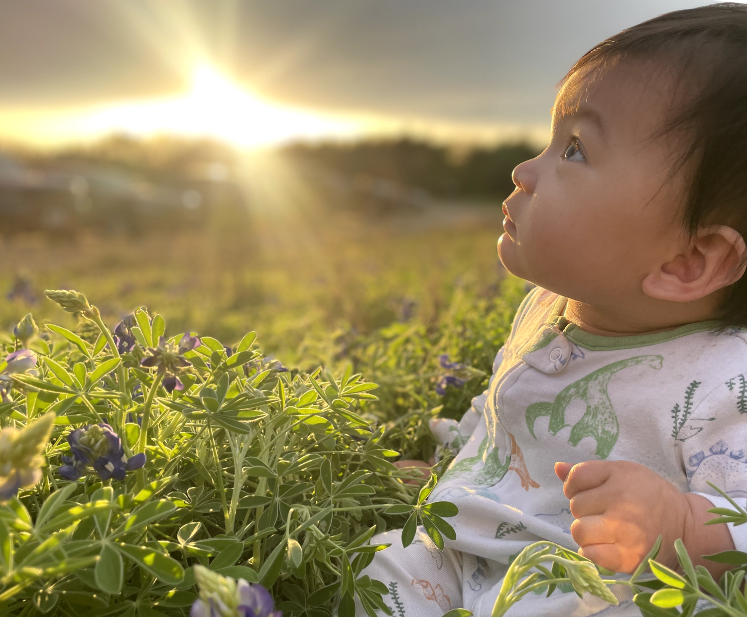 Dallas photographer captures baby in sunset and  wildflowers in a sunny meadow at golden hour.