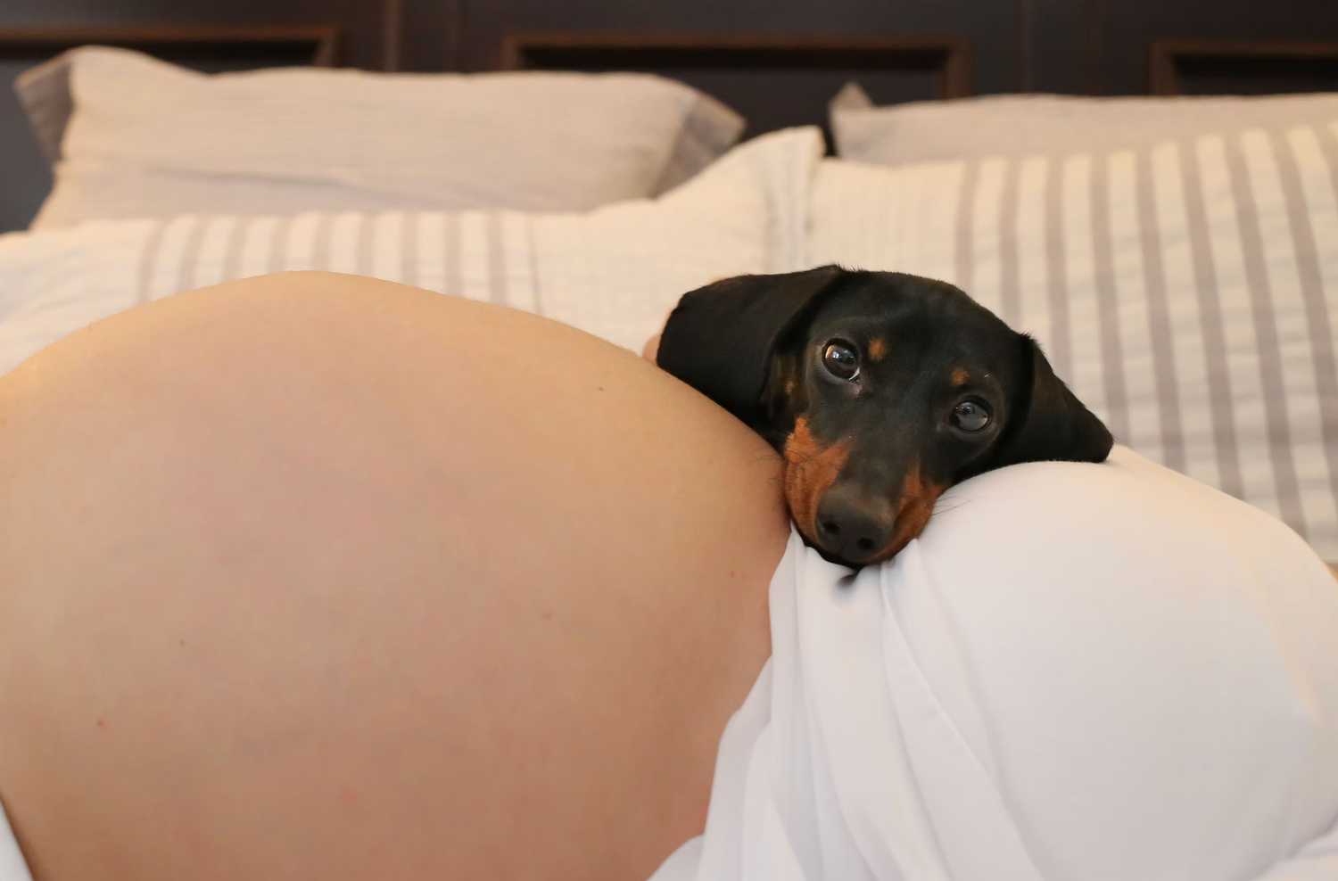 A black dachshund dog peeks over white pillows on a bed.