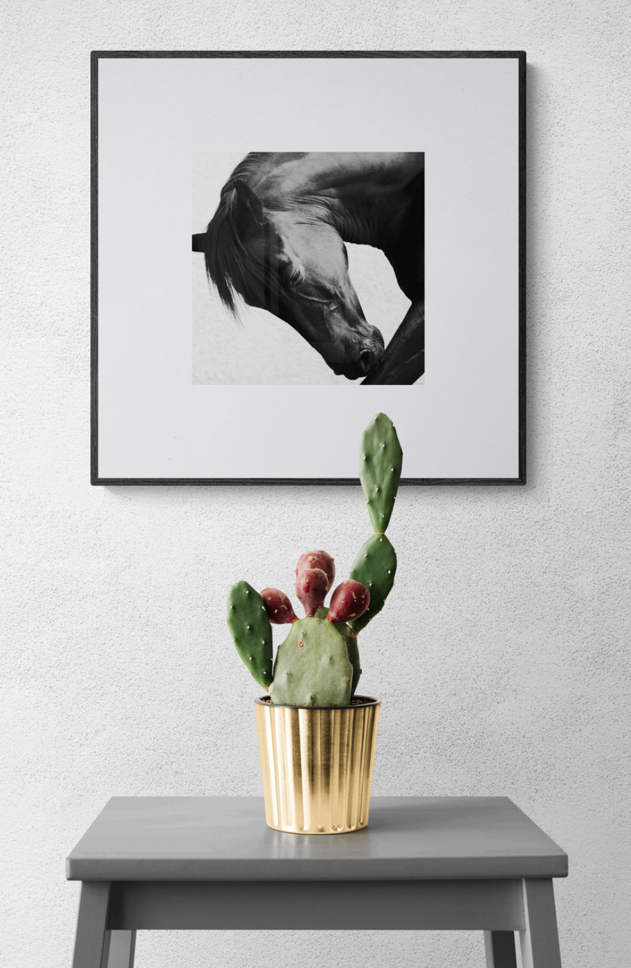 A prickly pear cactus in a gold pot on a gray table beneath a black and white framed horse portrait on a white wall.