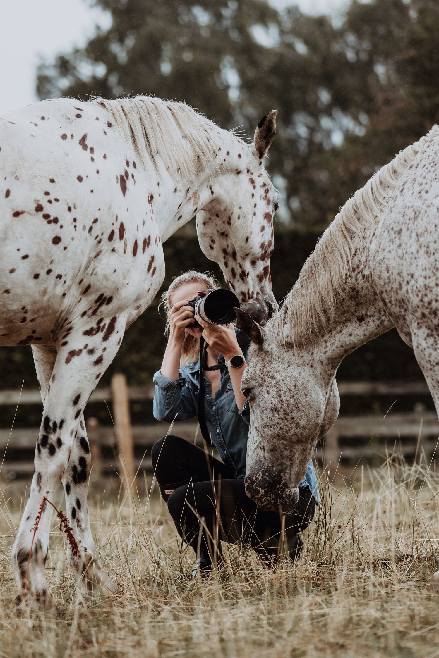 Woman photographer crouching between two spotted Appaloosa horses in a dry grass field, capturing close-up shots.