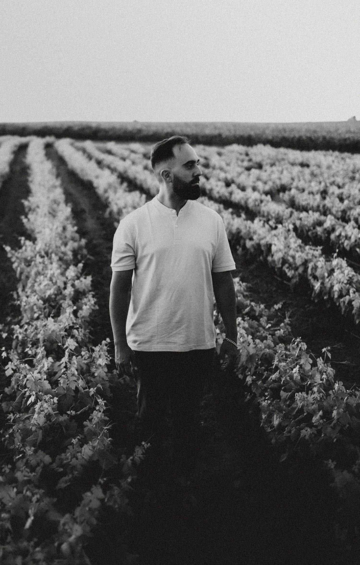 Person standing among rows of grapevines in a vineyard landscape.