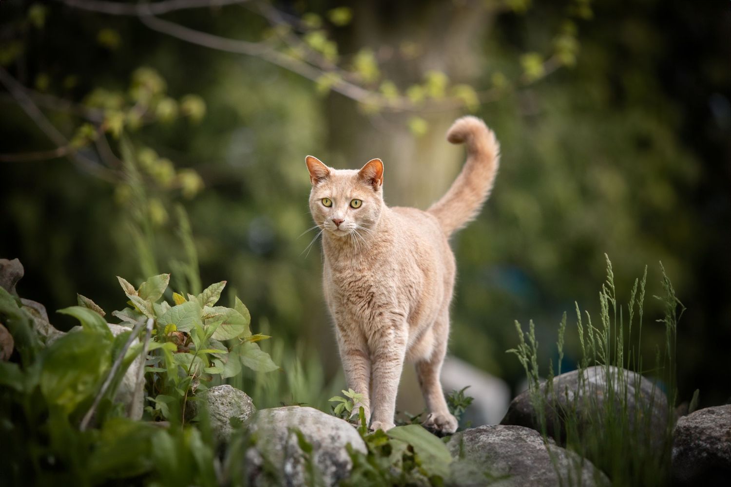 A cream-colored cat curiously stands on a rock at a lush garden pond in Guelph, Ontario.