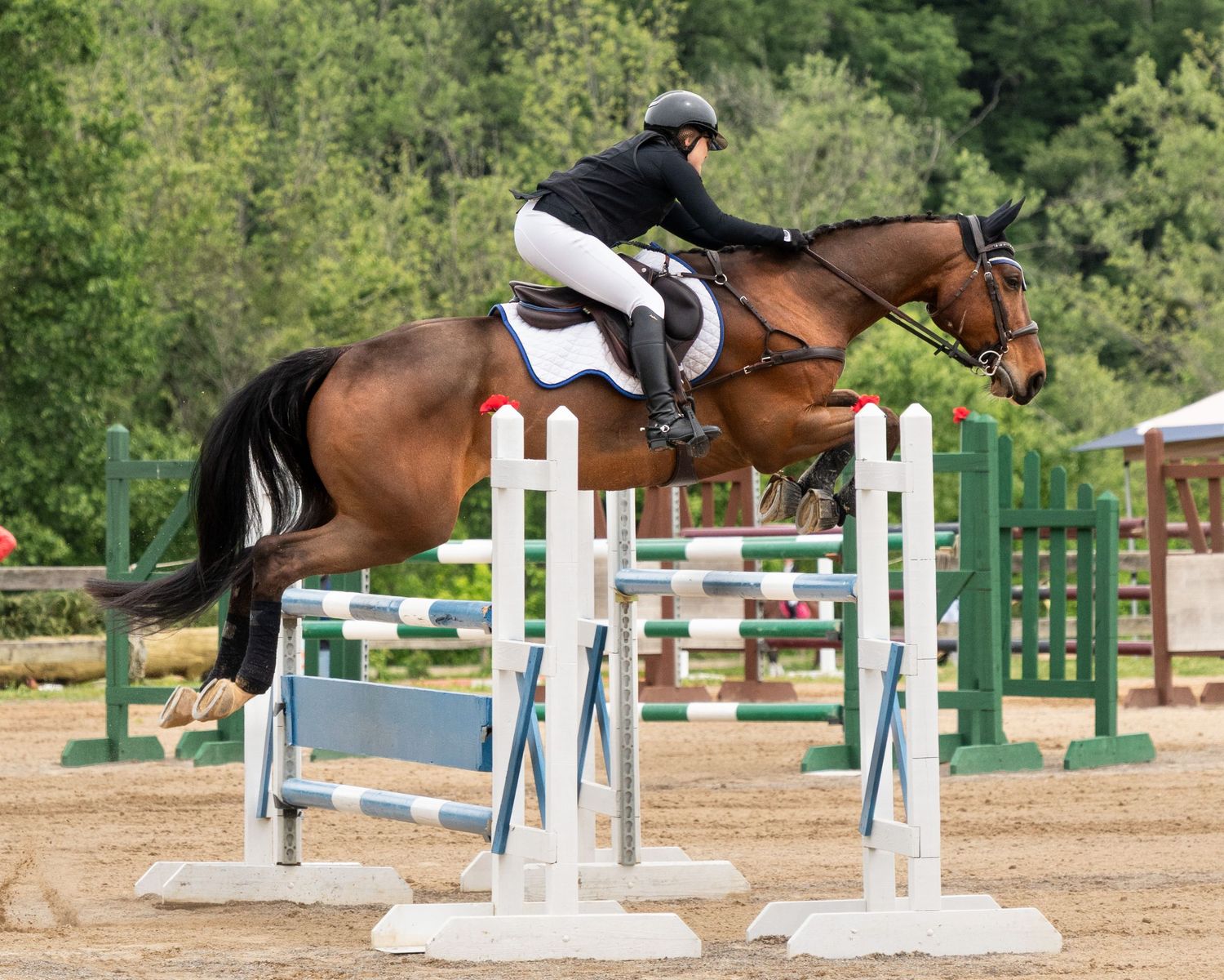 A horse and rider navigate a series of white and green show jumping obstacles during an equestrian competition.