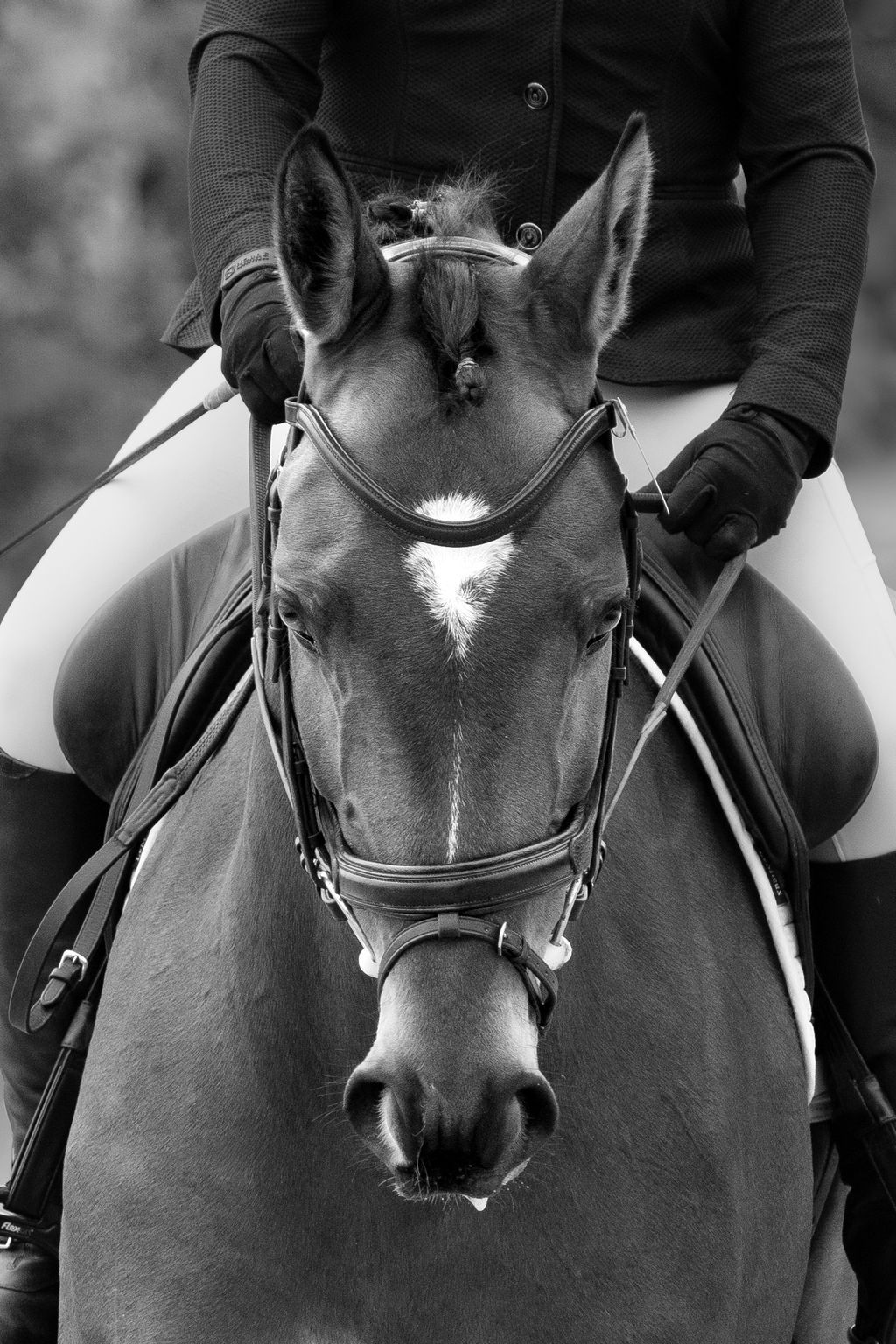 Black and white profile portraits of a show horse with bridle and riding equipment during equestrian competition.